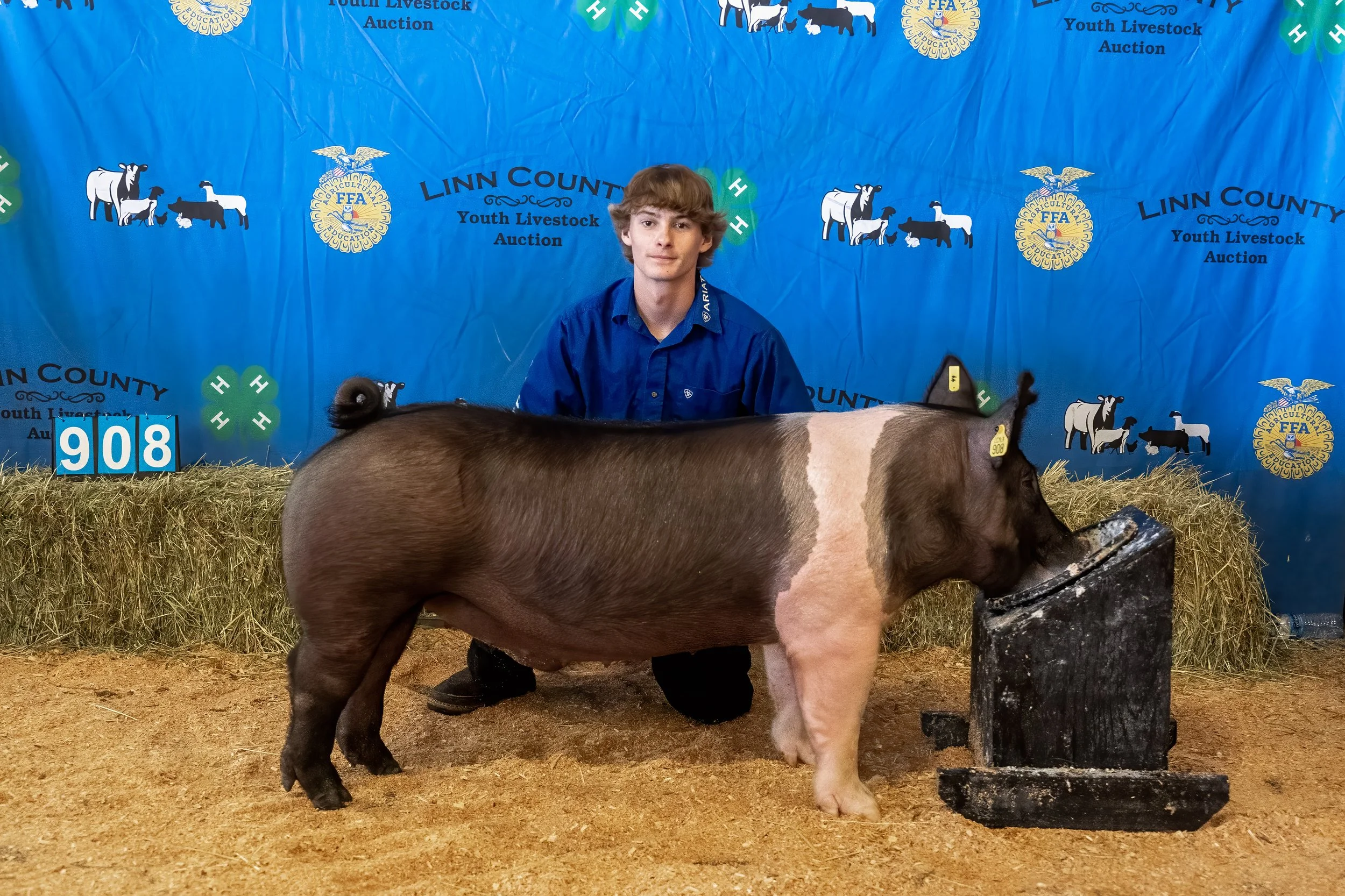 Swine 908 (1 of 1).jpg