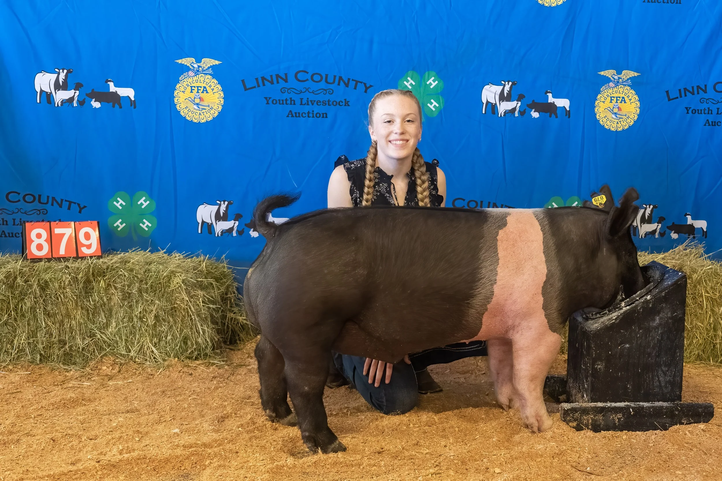 Swine 879 (1 of 1).jpg