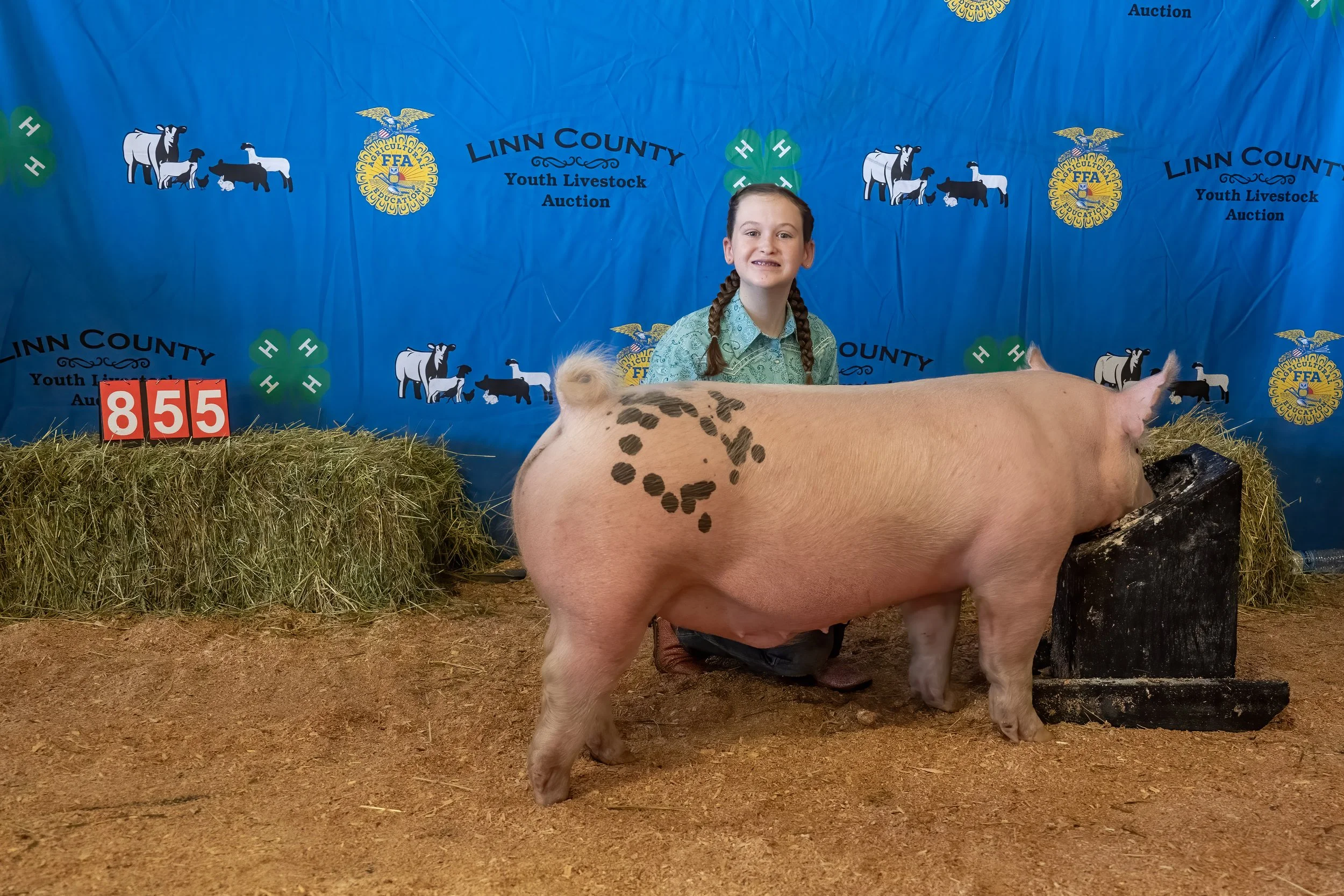Swine 855 (1 of 1).jpg