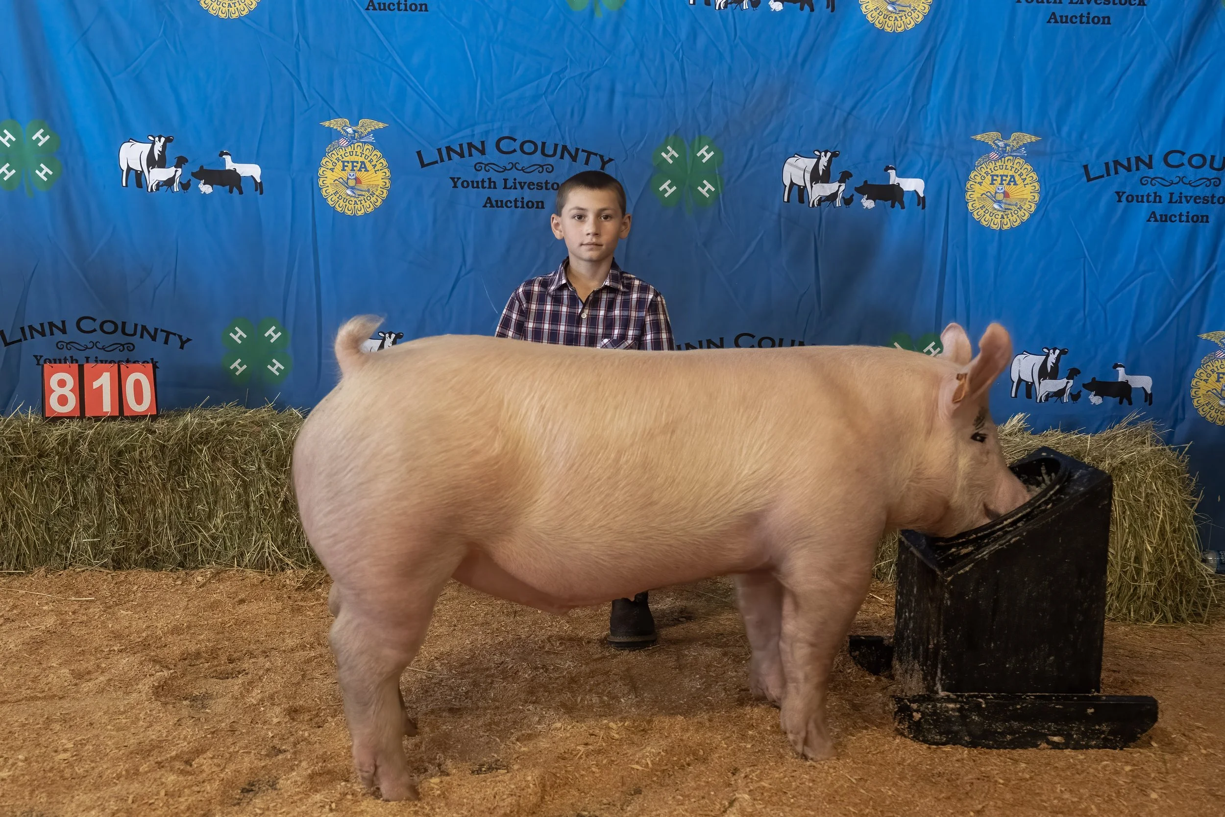 Swine 810 (1 of 1).jpg