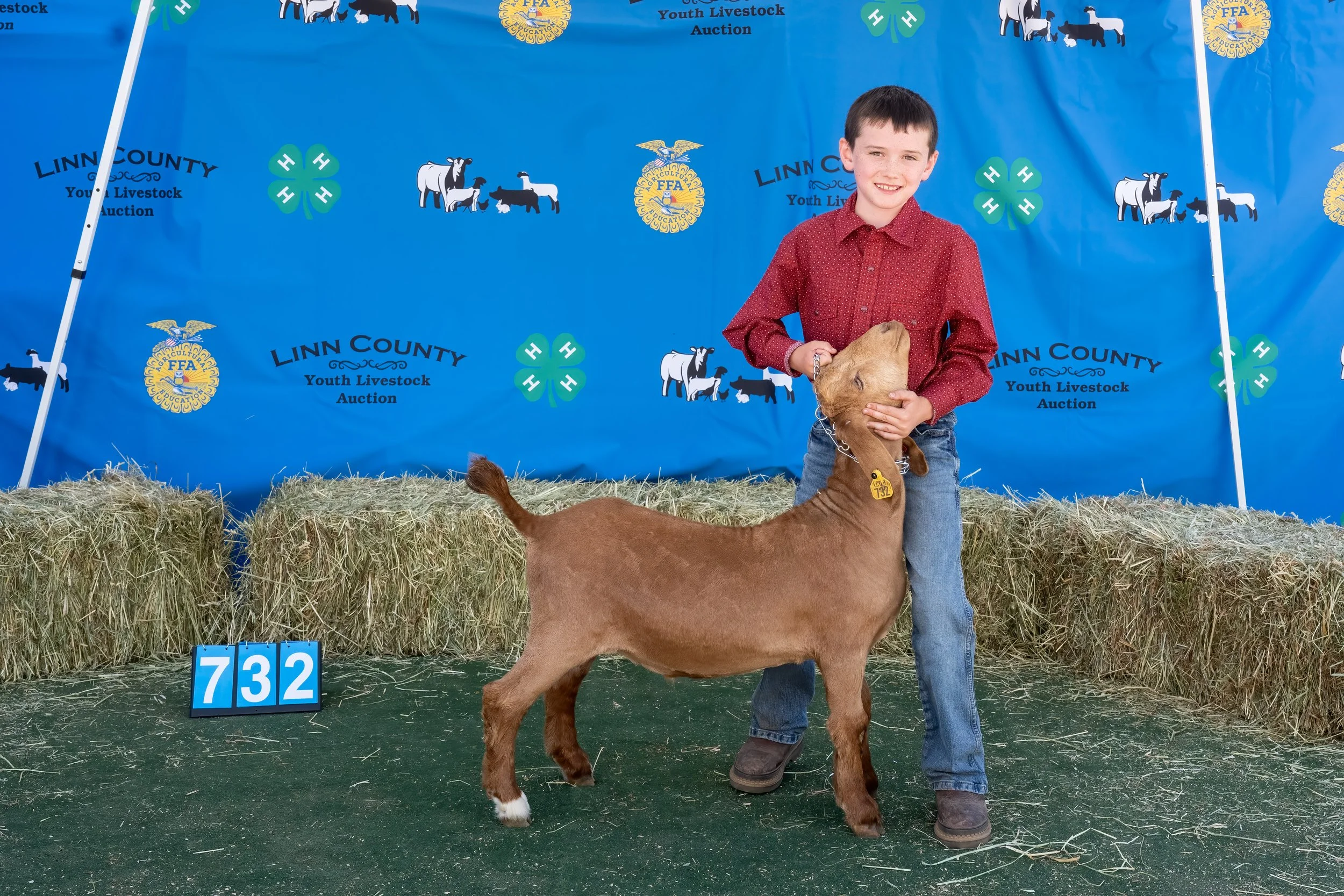 Goat 732 (1 of 1).jpg