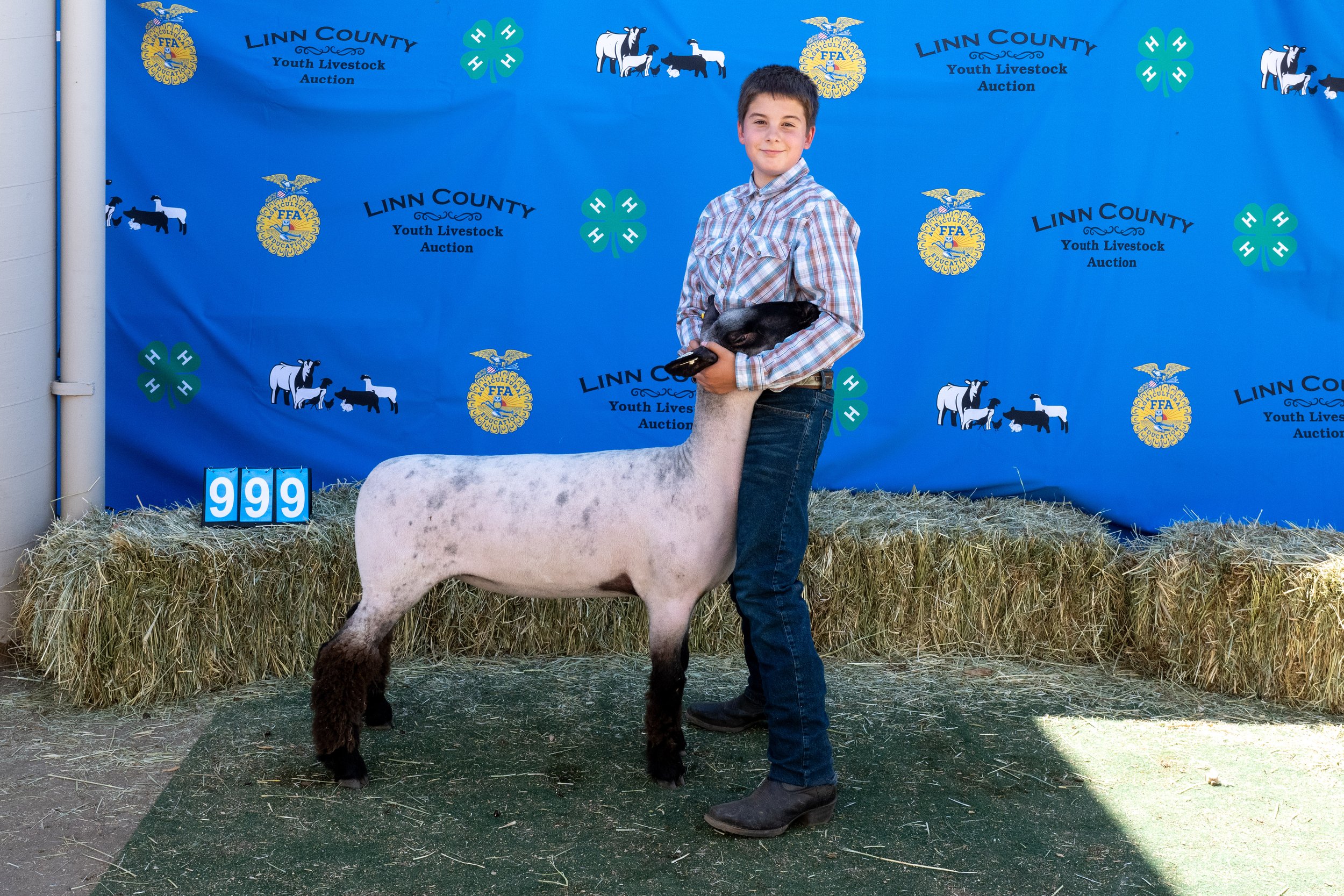 Sheep 999 (1 of 1).jpg