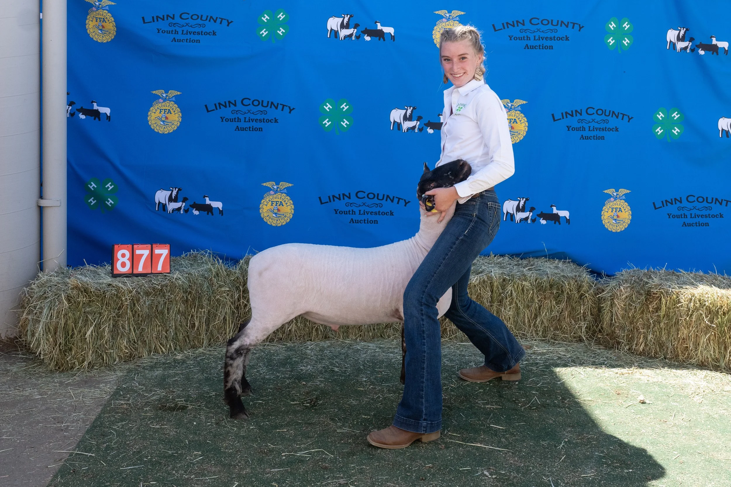 Sheep 877 (1 of 1).jpg