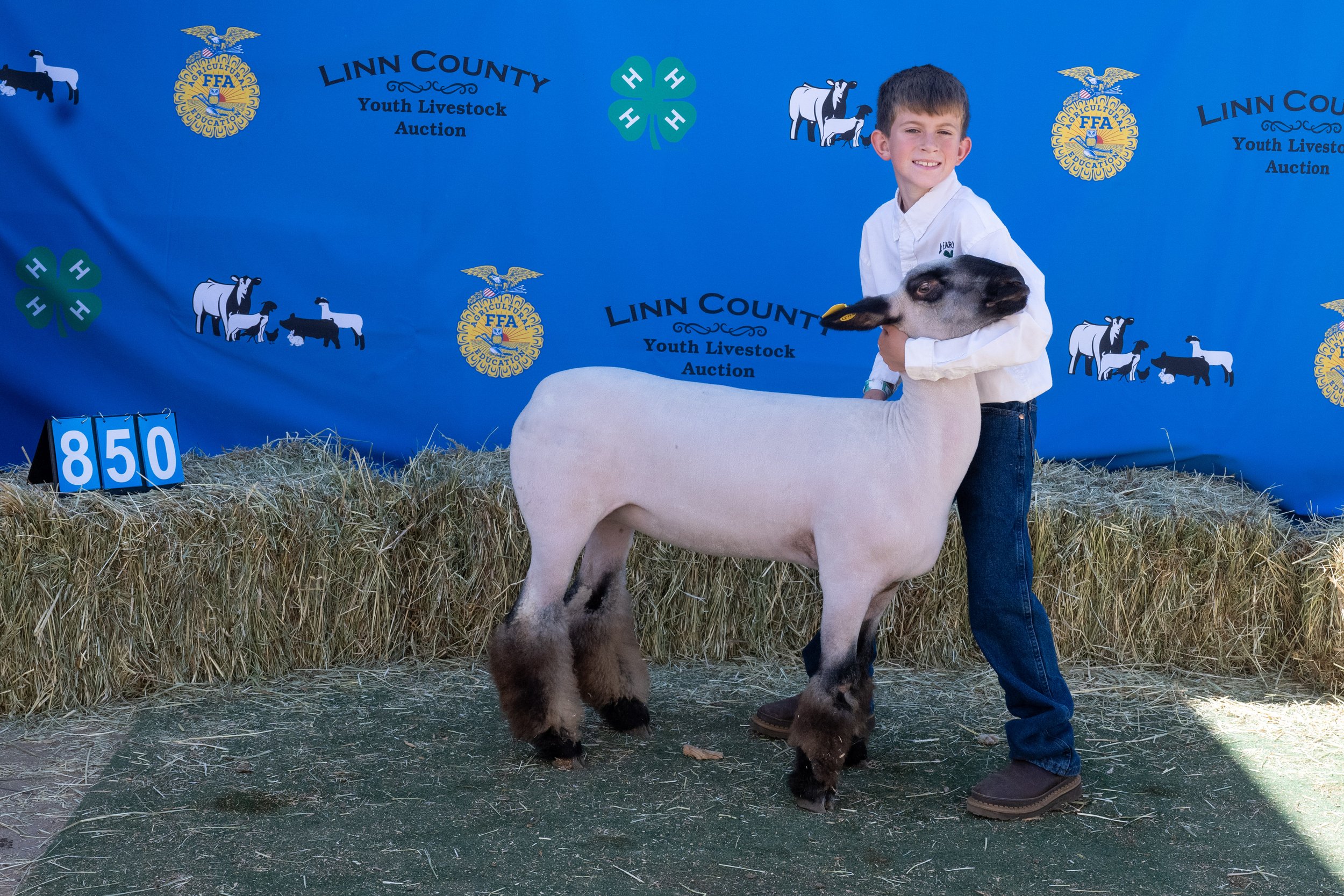 Sheep 850 (1 of 1).jpg