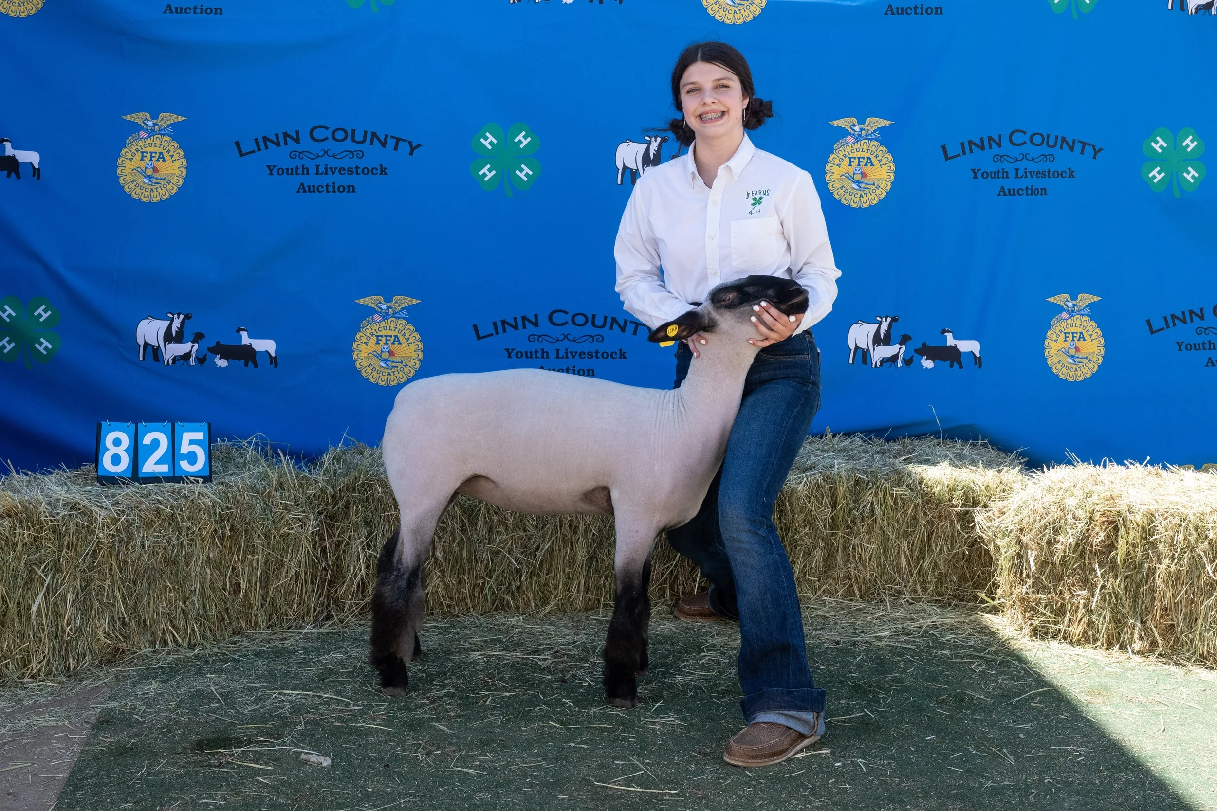 Sheep 825 (1 of 1).jpg