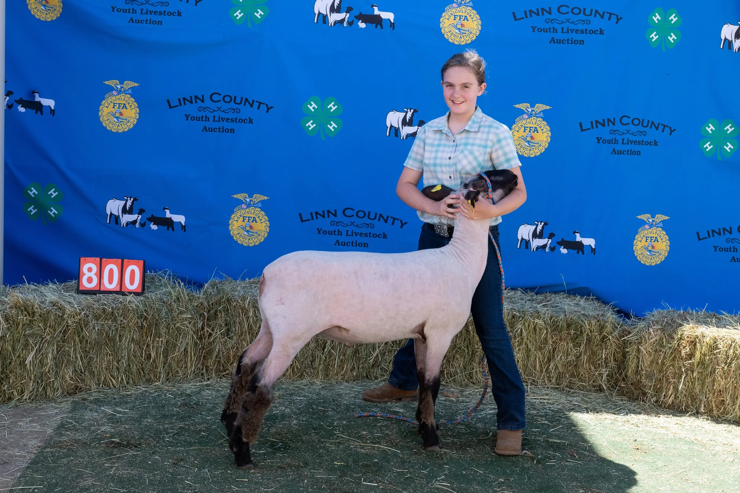 Sheep 800 (1 of 1).jpg