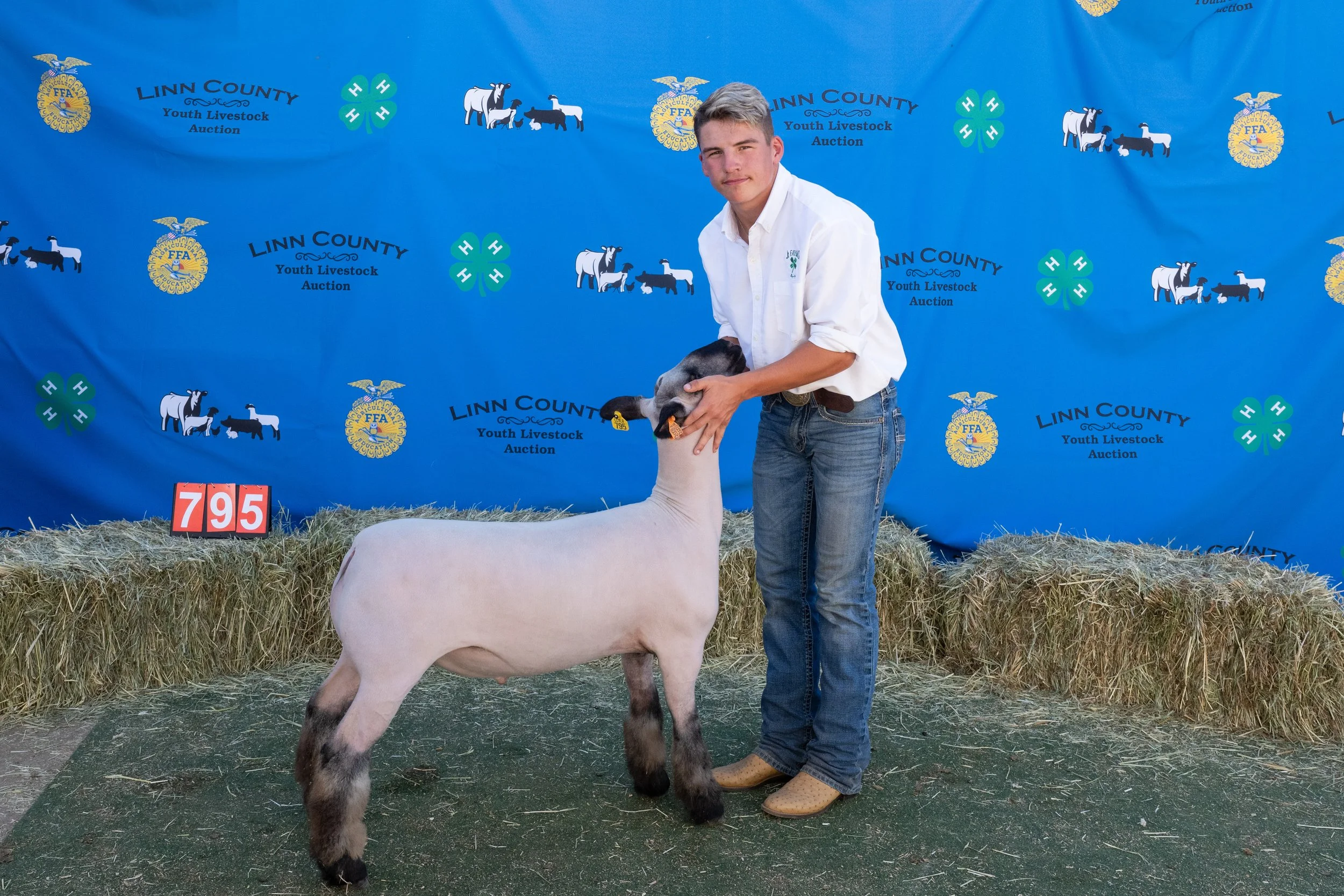 Sheep 795 (1 of 1).jpg