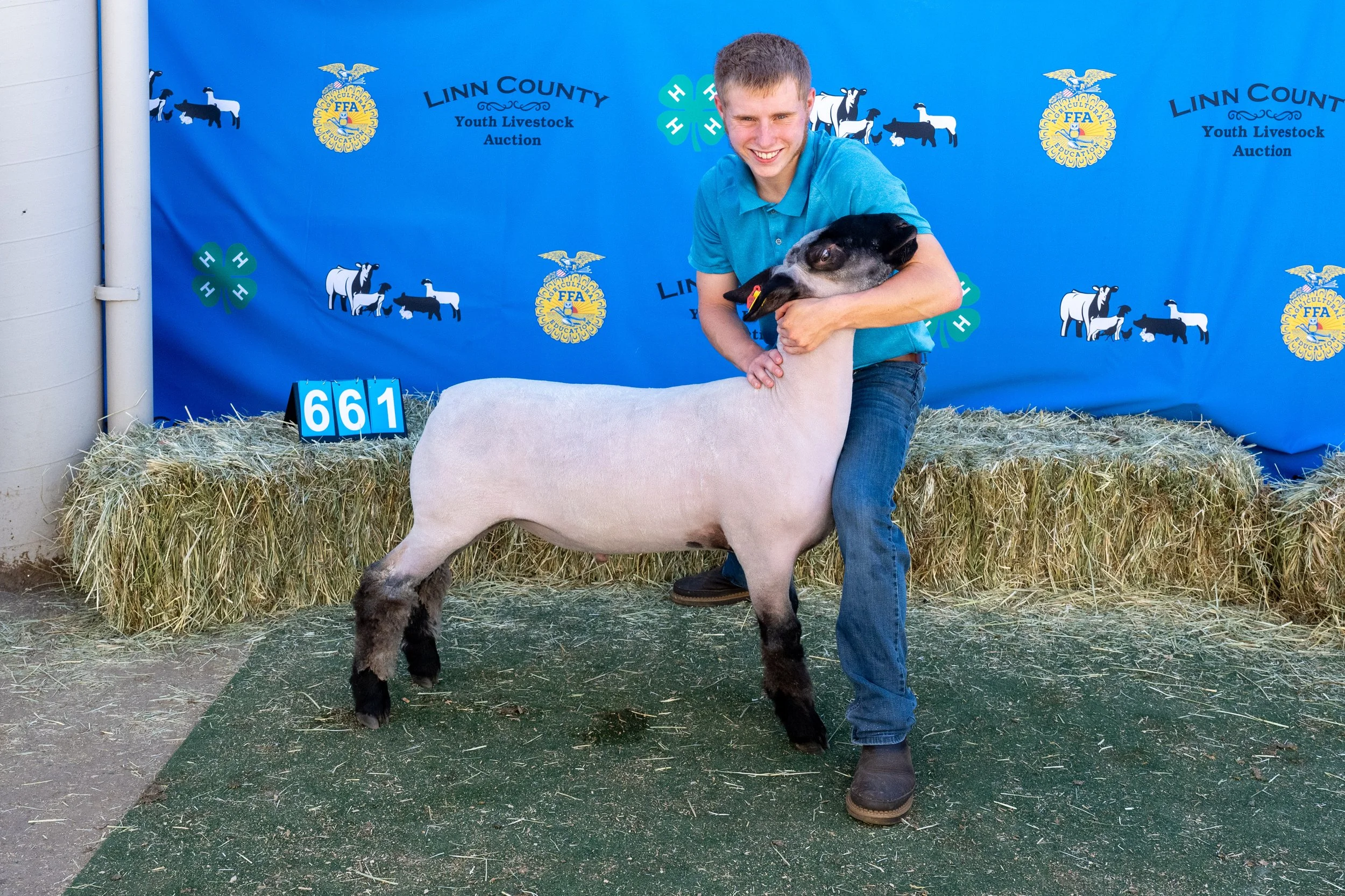 Sheep 661 (1 of 1).jpg