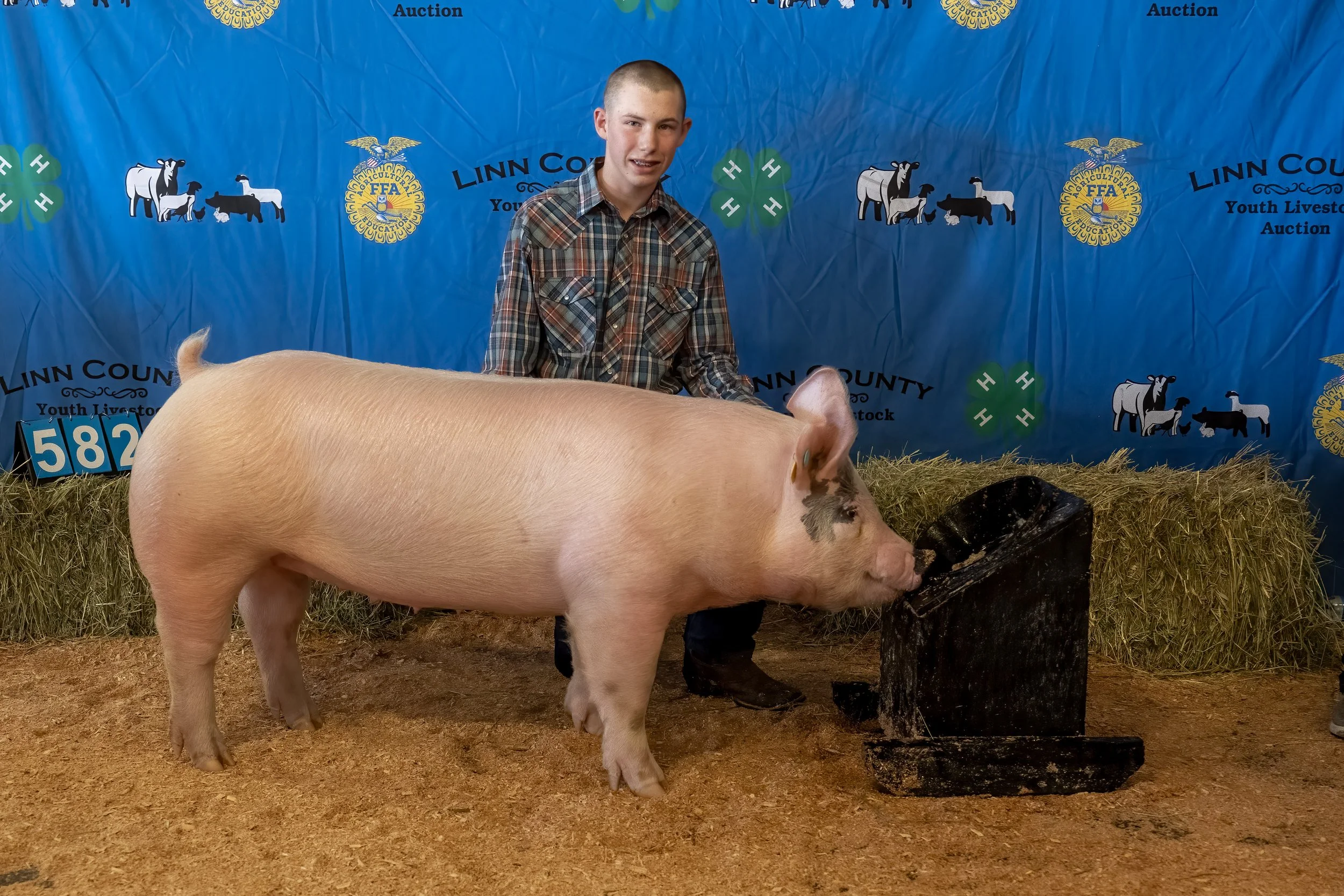 Swine 582 (1 of 1).jpg