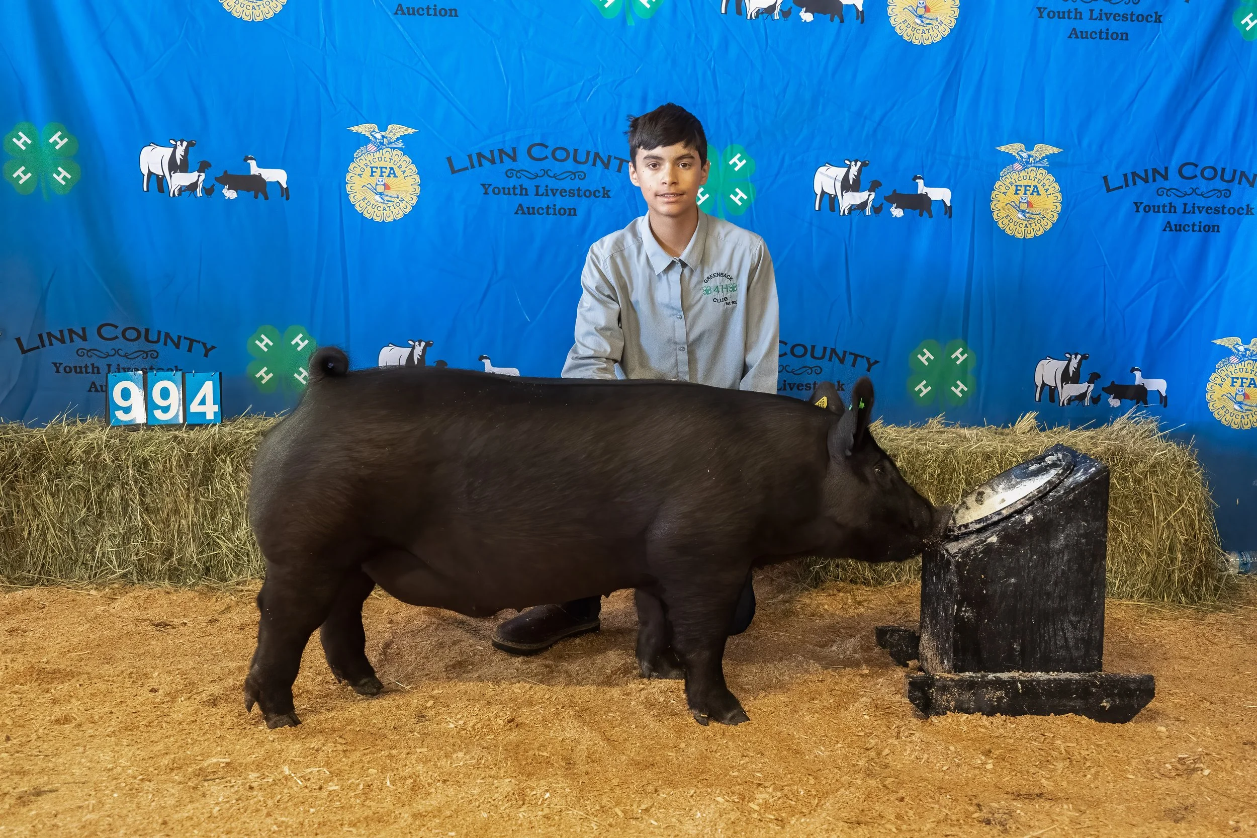 Swine 994 (1 of 1).jpg