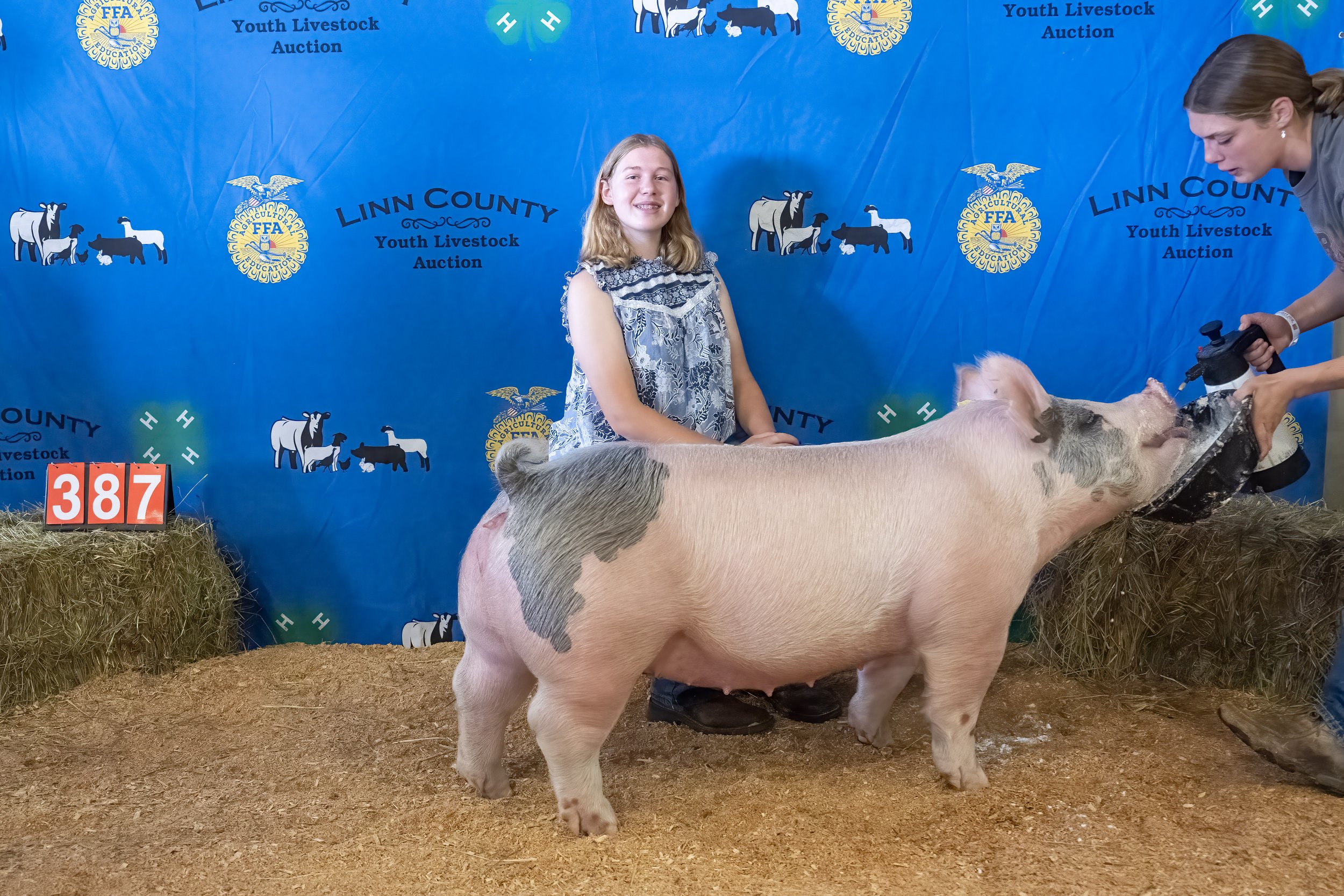 Swine387 (1 of 1).JPG