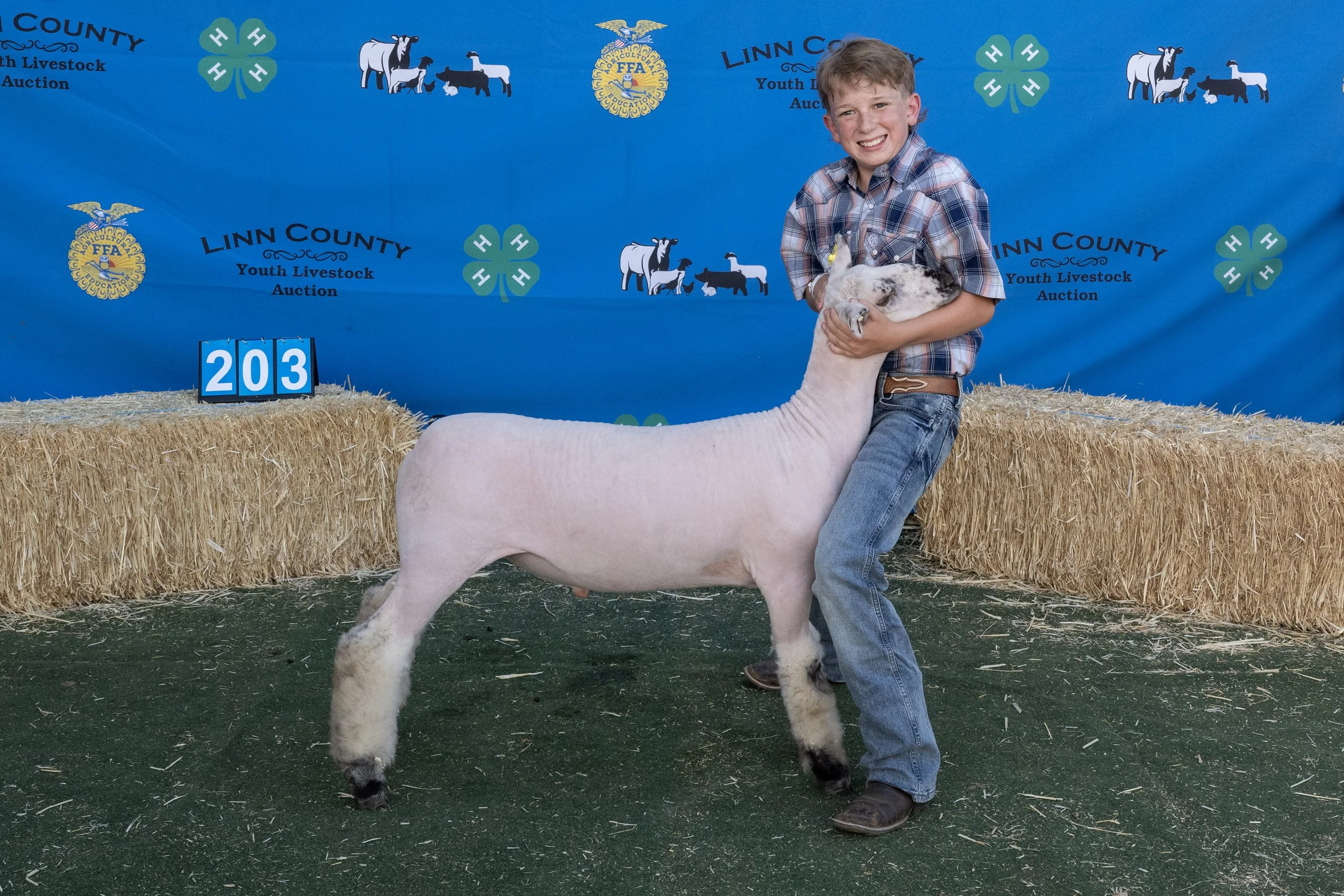 Sheep203 (1 of 1).JPG