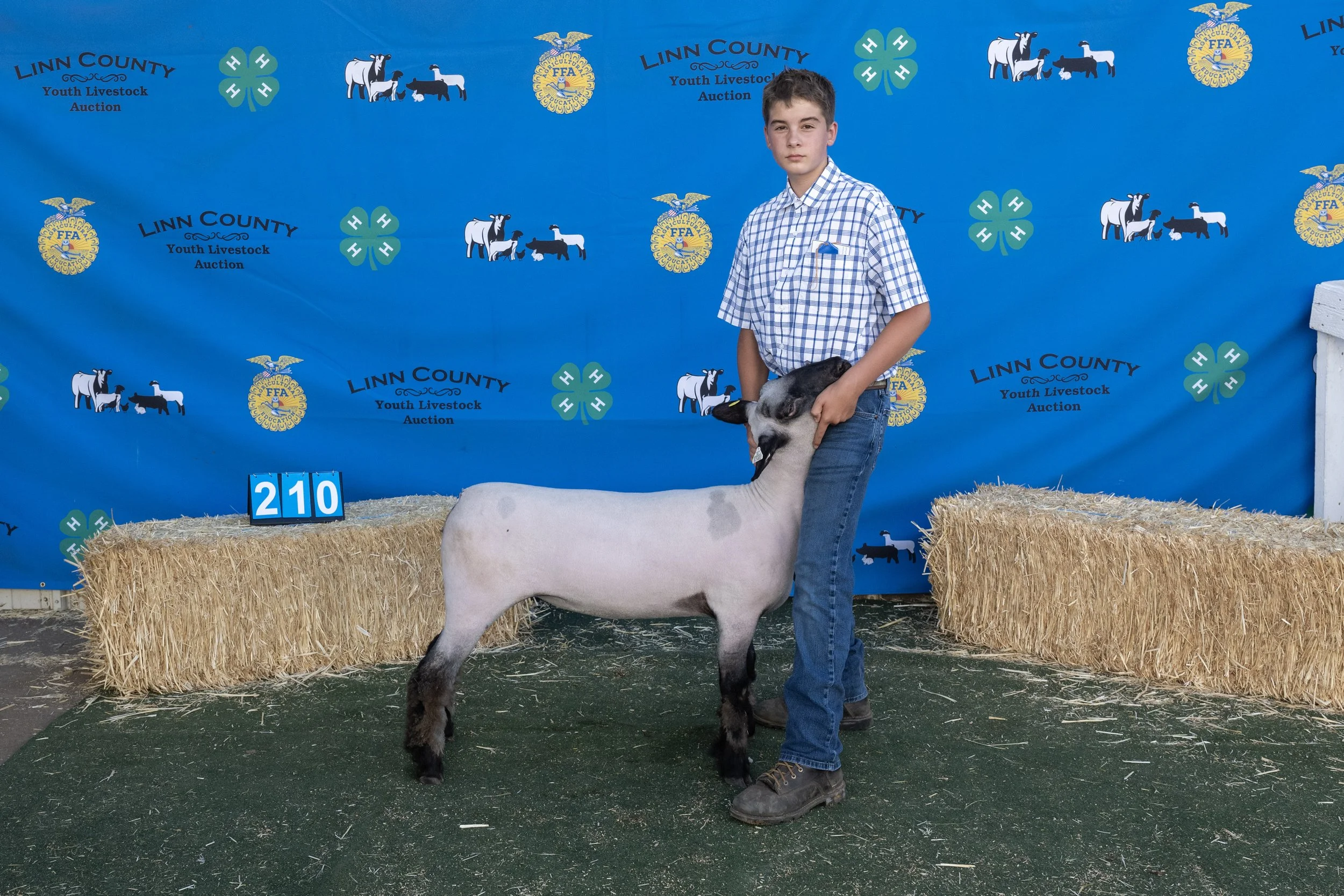 Sheep210 (1 of 1).JPG