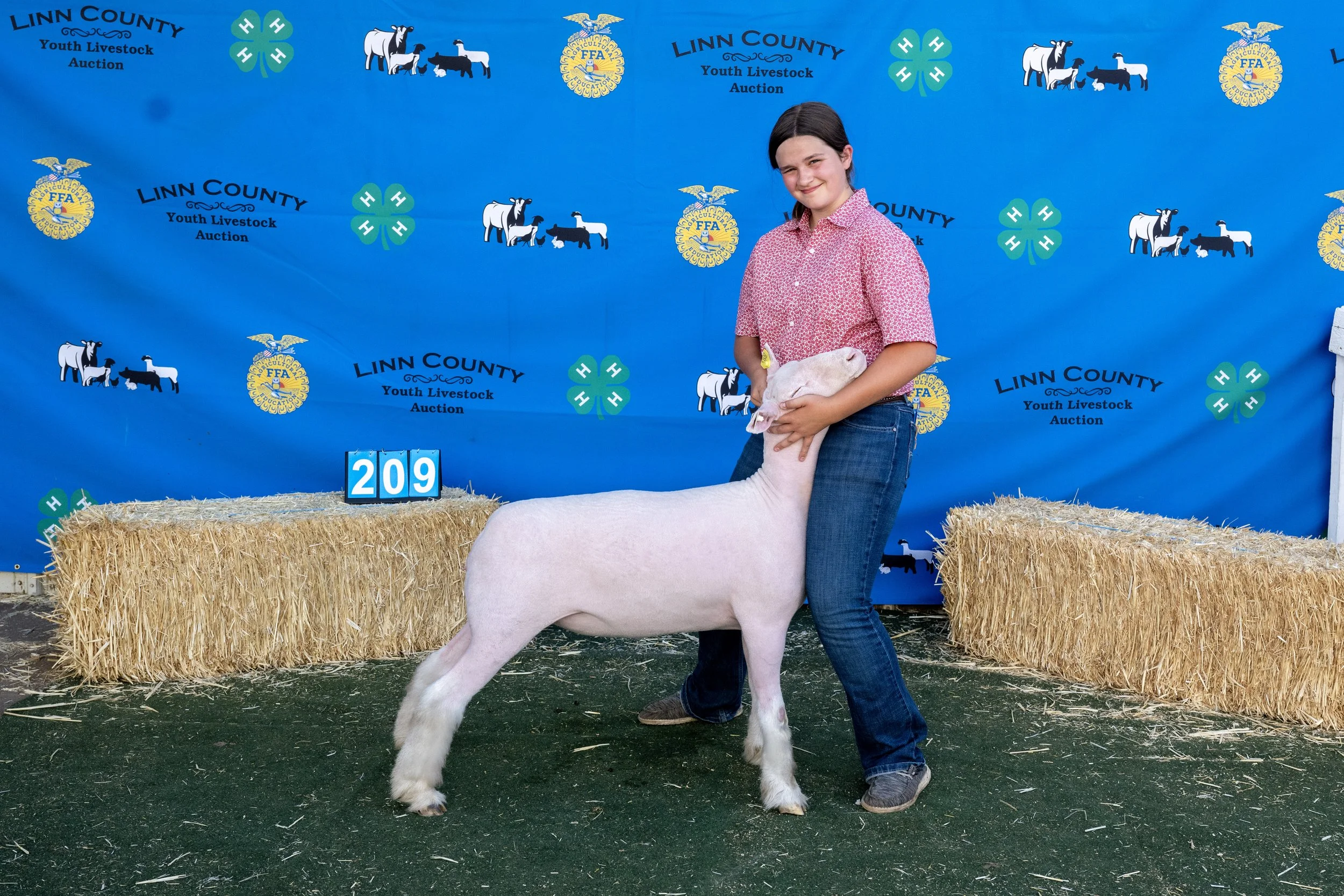 Sheep209 (1 of 1).JPG