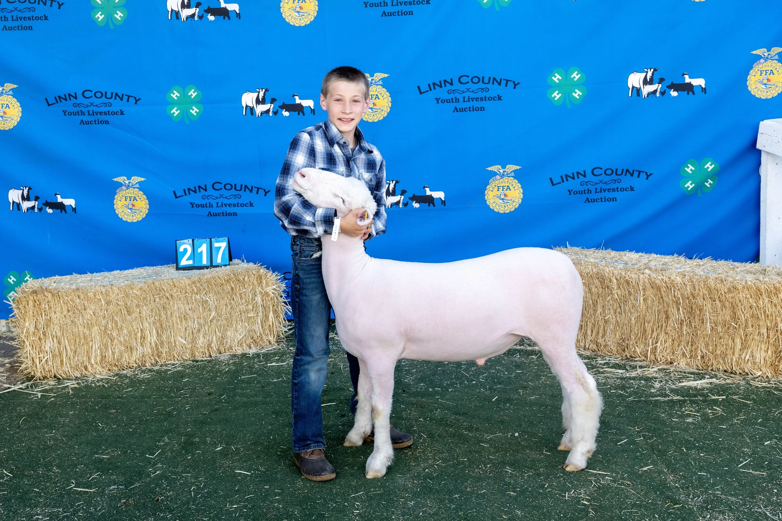 Sheep217 (1 of 1).JPG