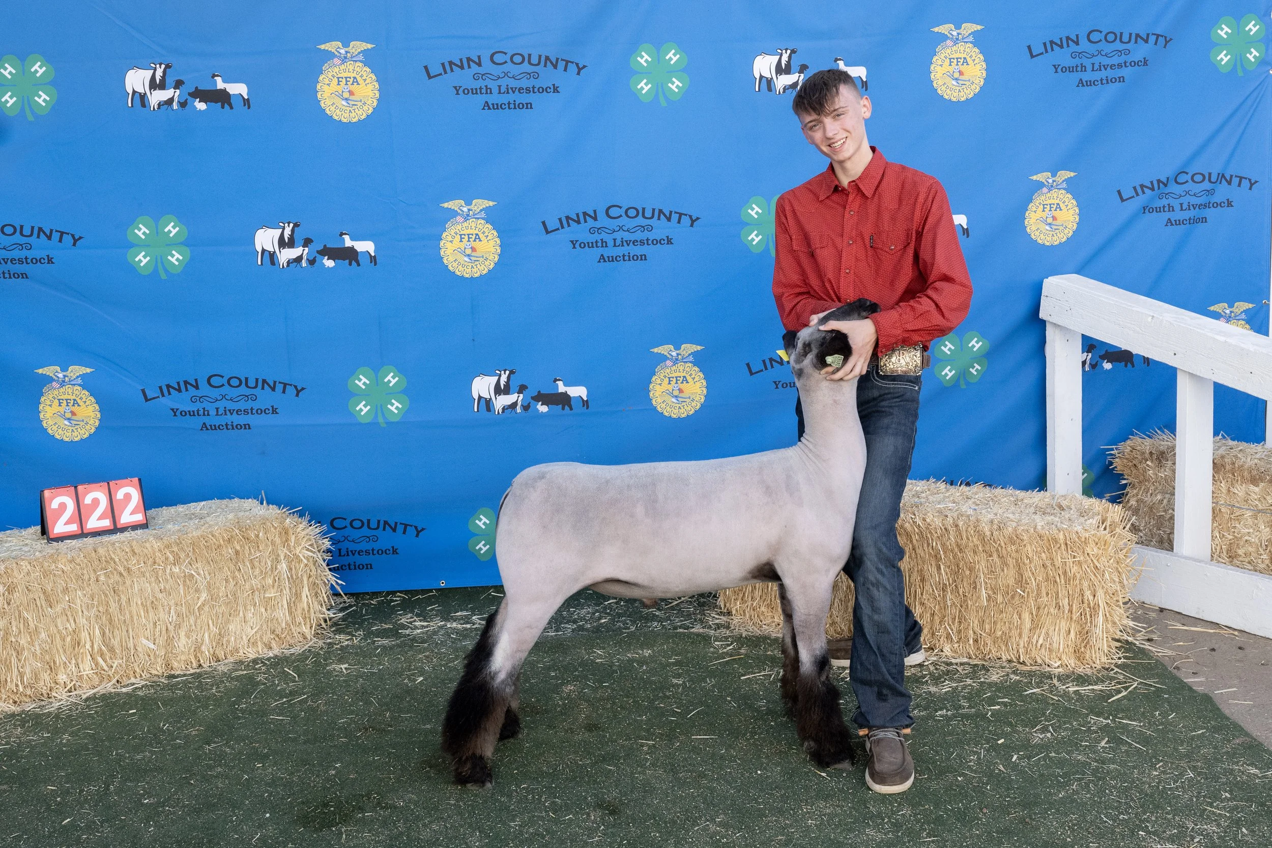 Sheep222 (1 of 1).JPG