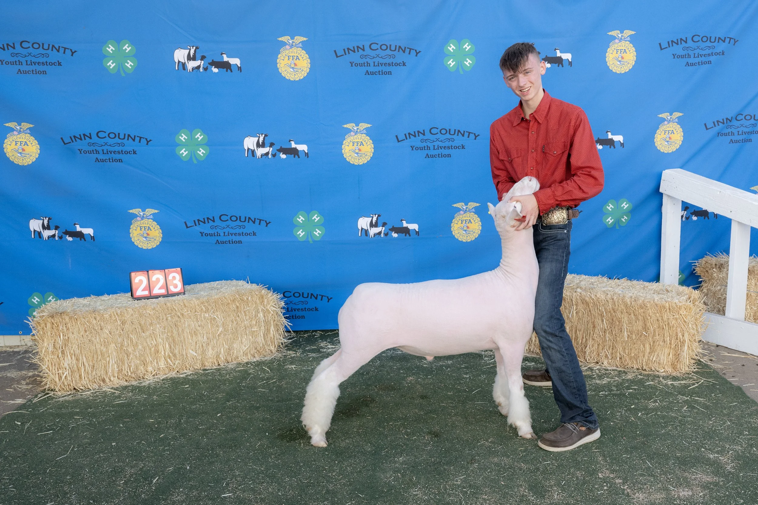 Sheep223 (1 of 1).JPG