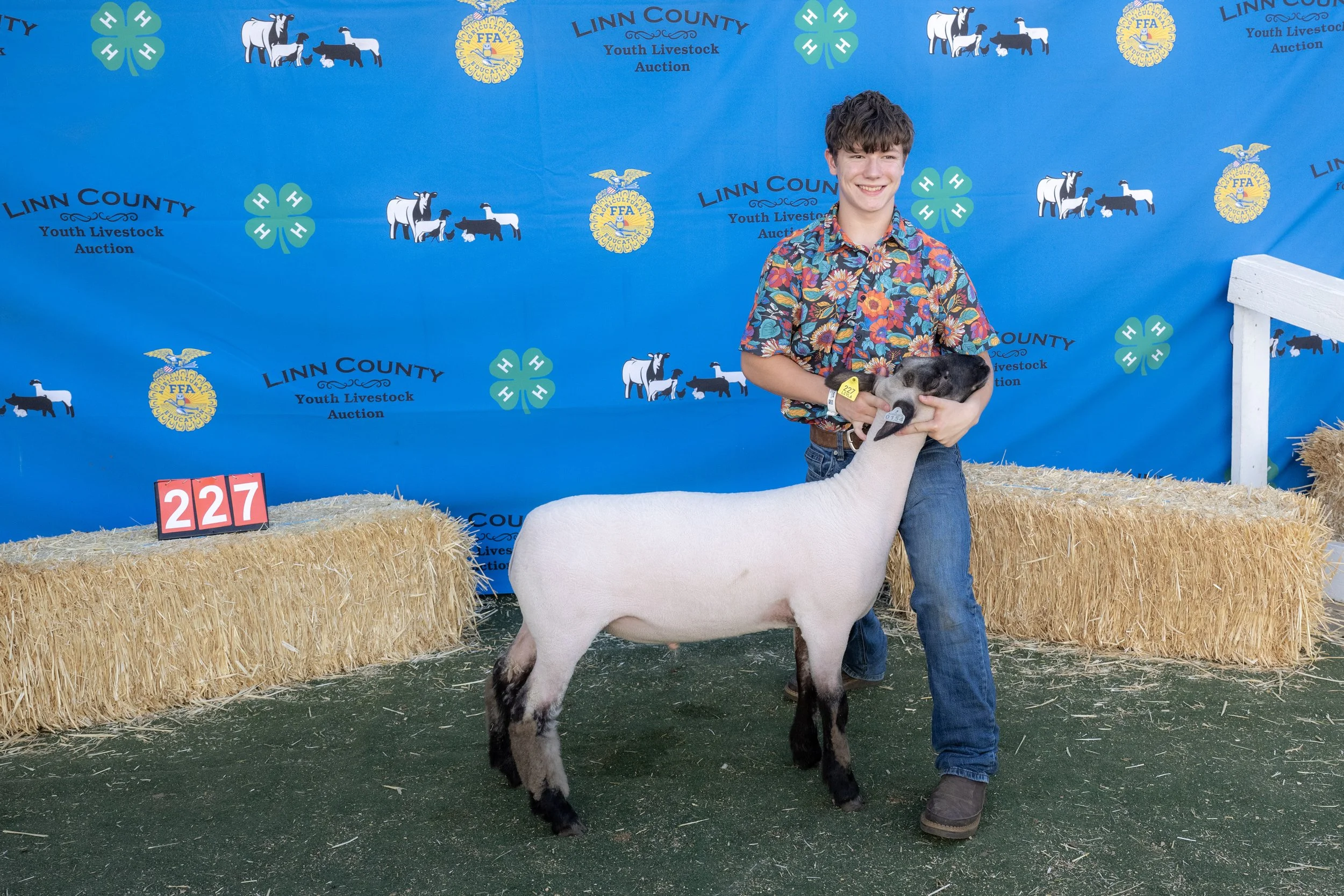 Sheep227 (1 of 1).JPG