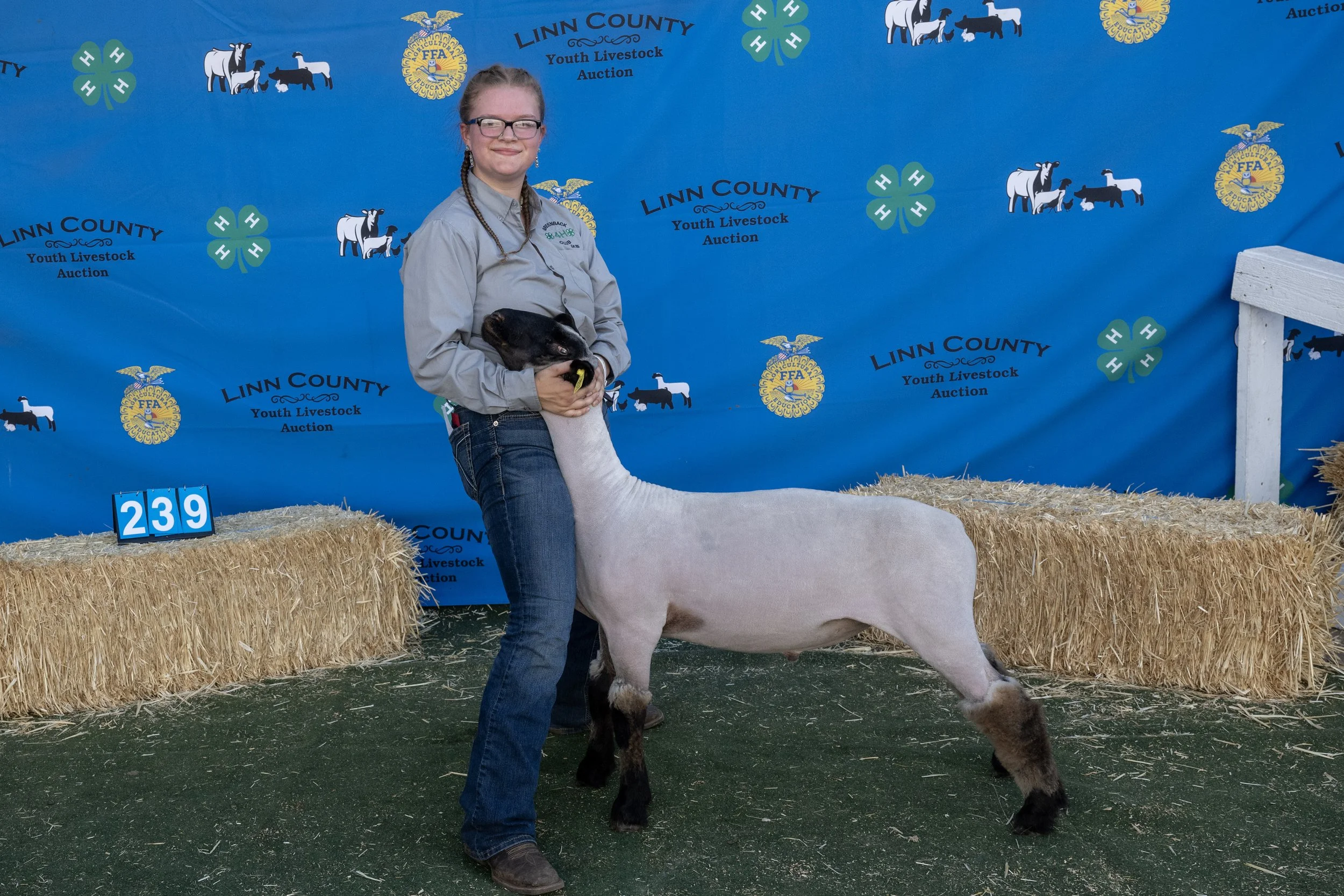 Sheep239 (1 of 1).JPG