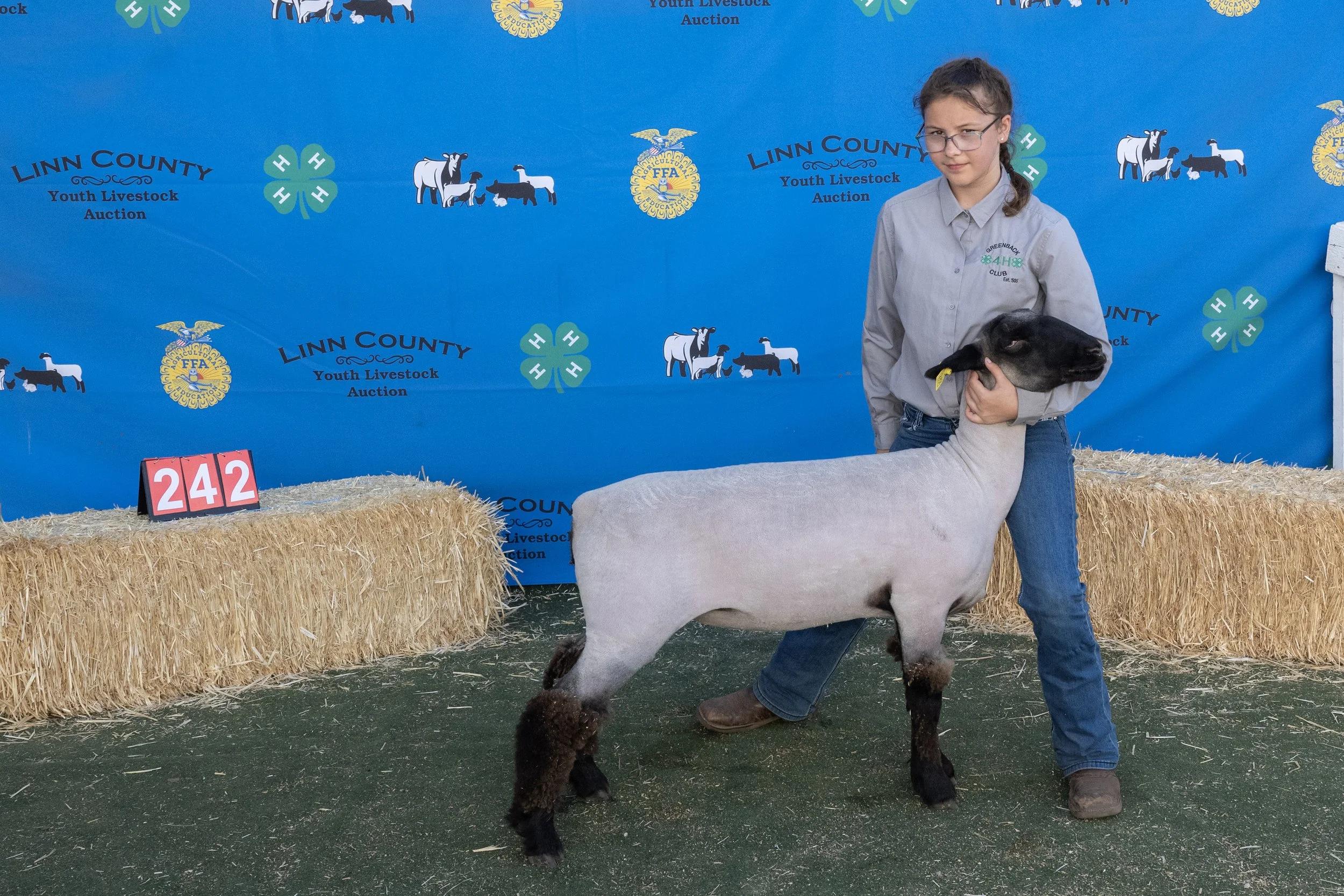 Sheep242 (1 of 1).JPG