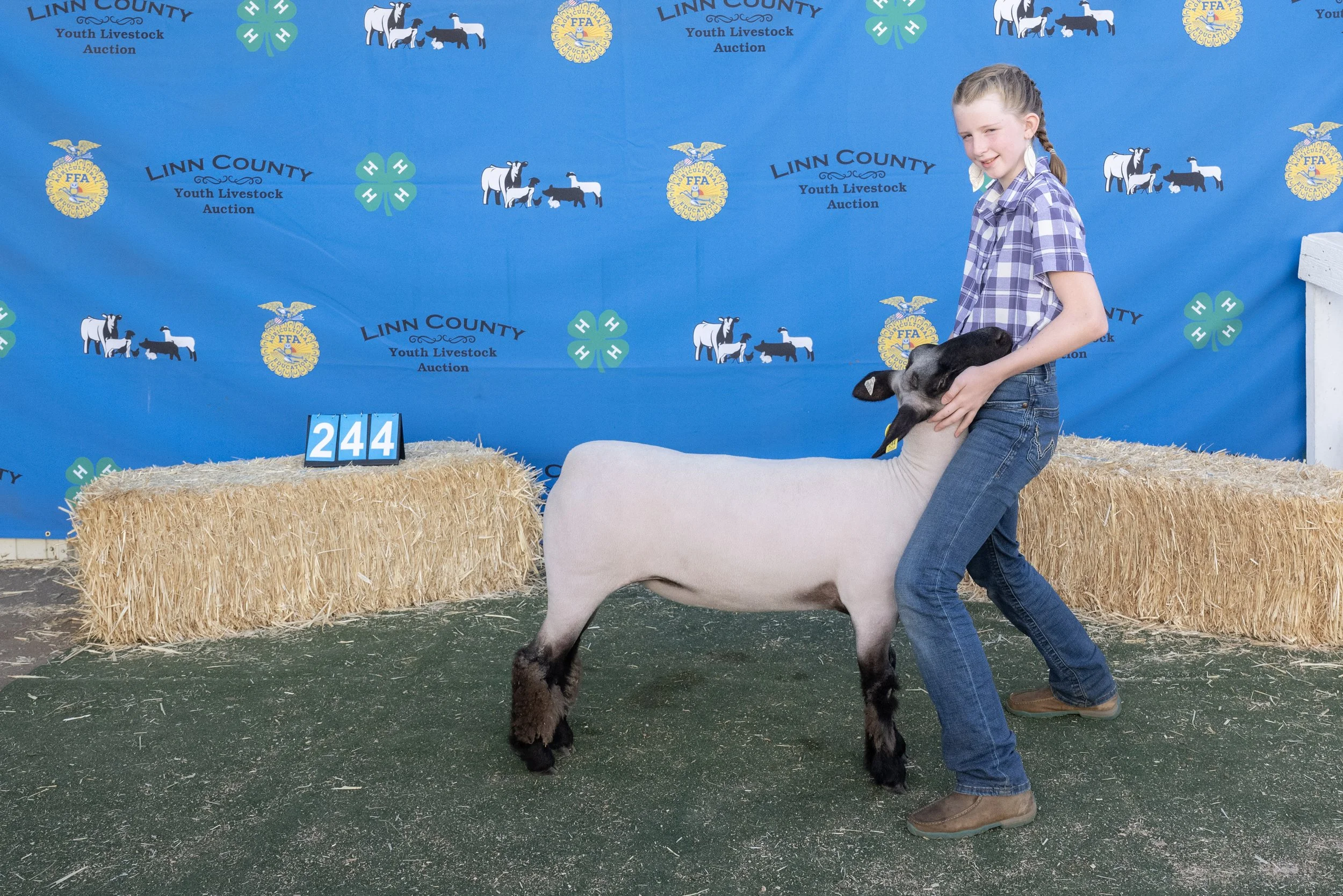 Sheep244 (1 of 1).JPG