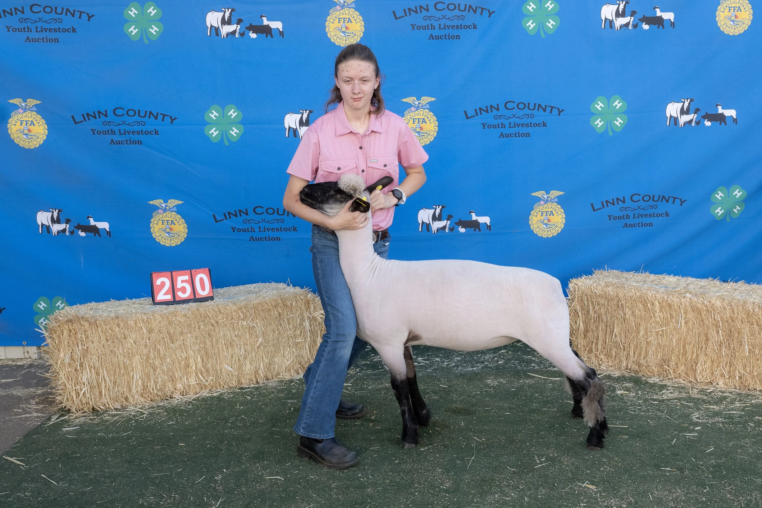 Sheep250 (1 of 1).JPG