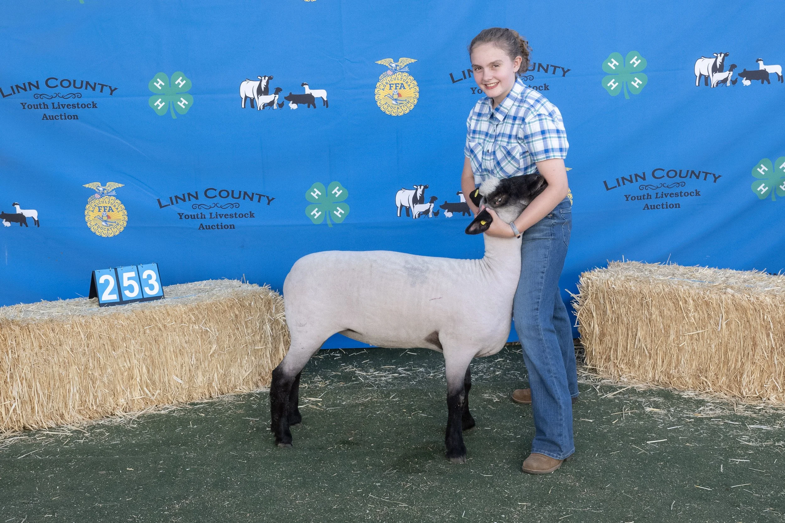 Sheep253 (1 of 1).JPG