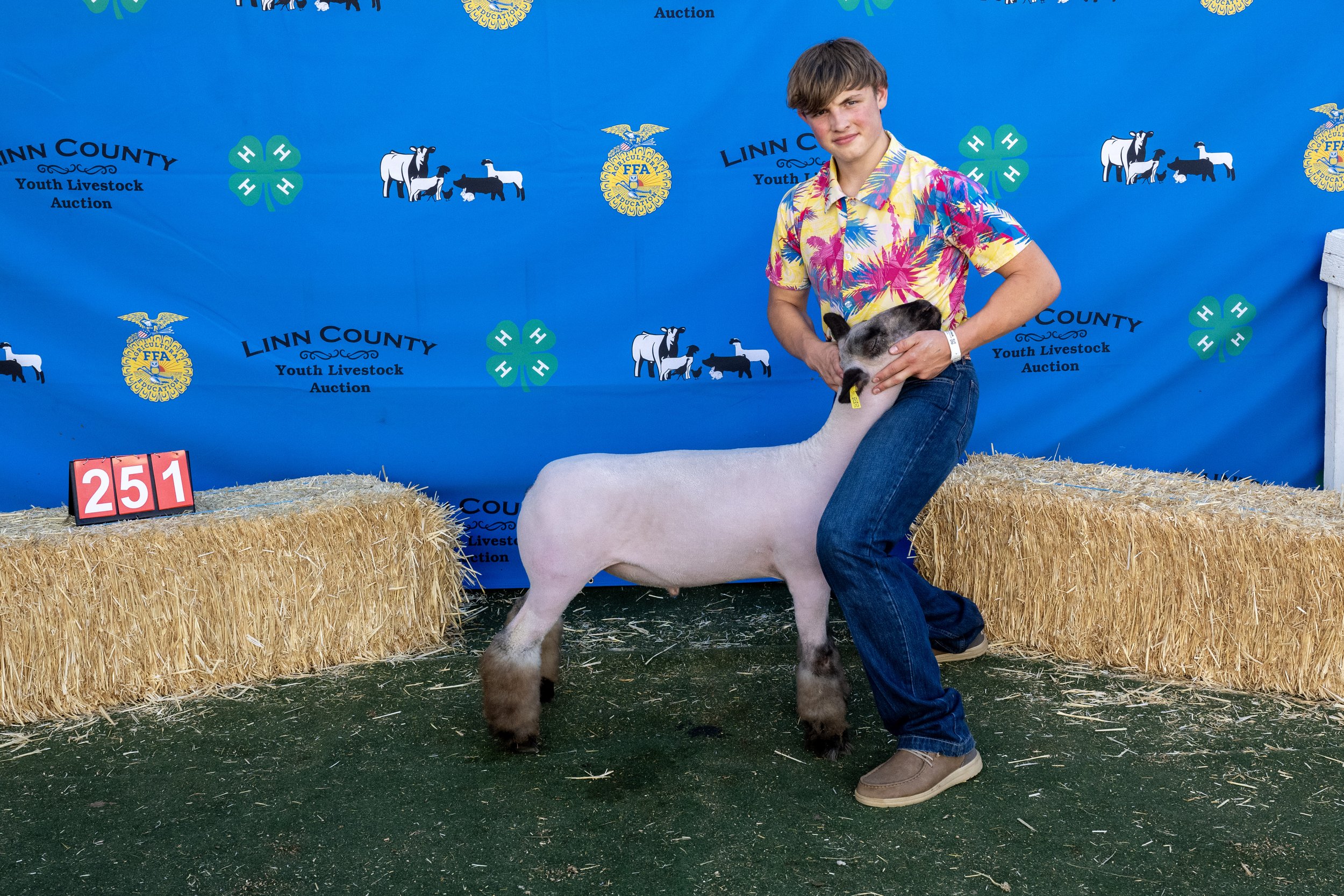 Sheep251 (1 of 1).JPG