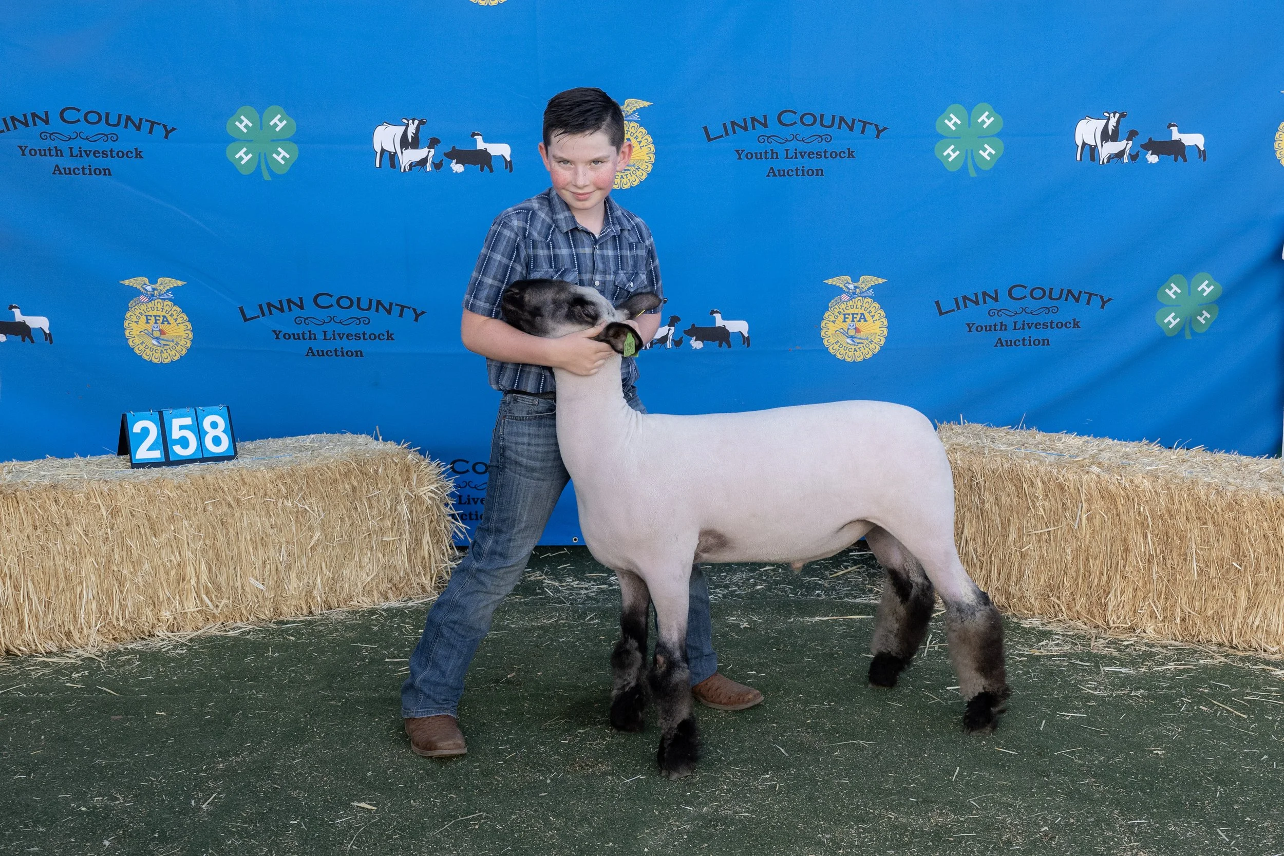 Sheep258 (1 of 1).JPG