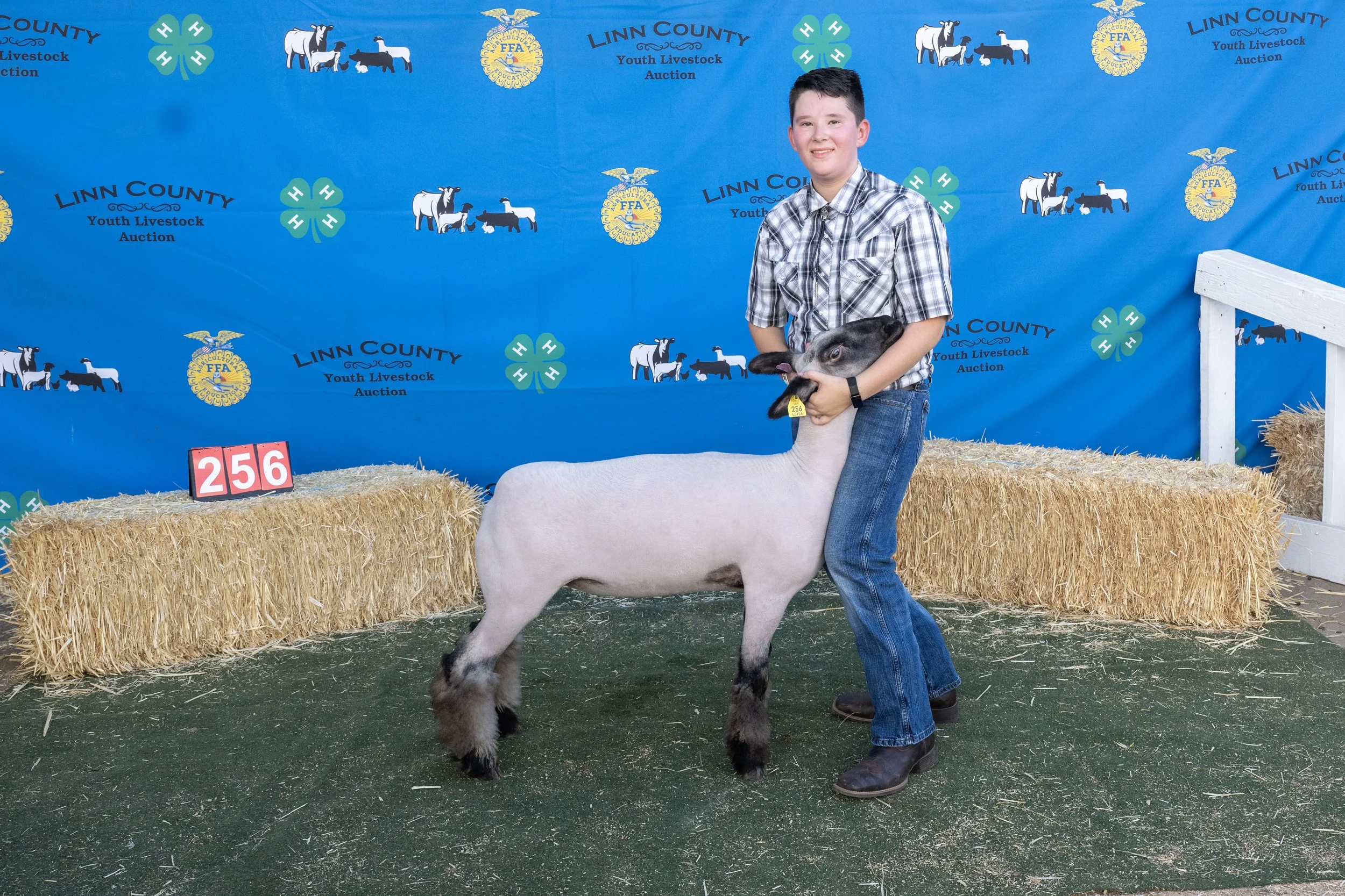 Sheep256 (1 of 1).JPG