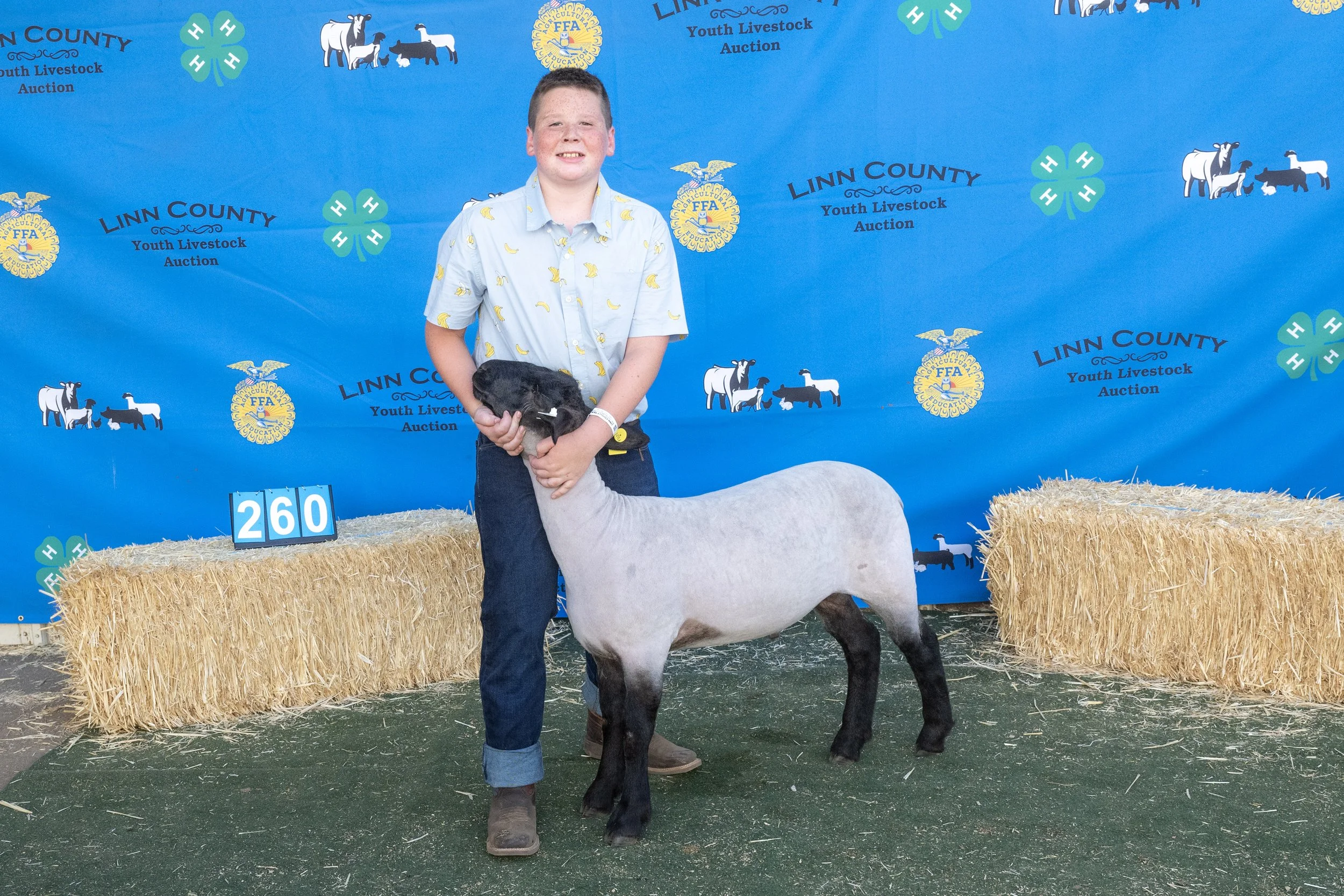 Sheep260 (1 of 1).JPG