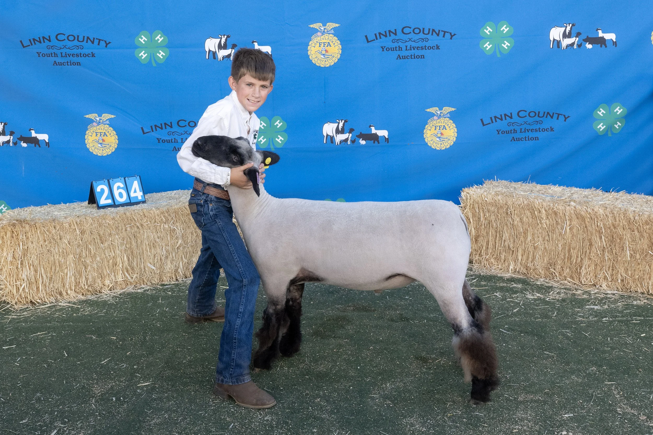 Sheep264 (1 of 1).JPG