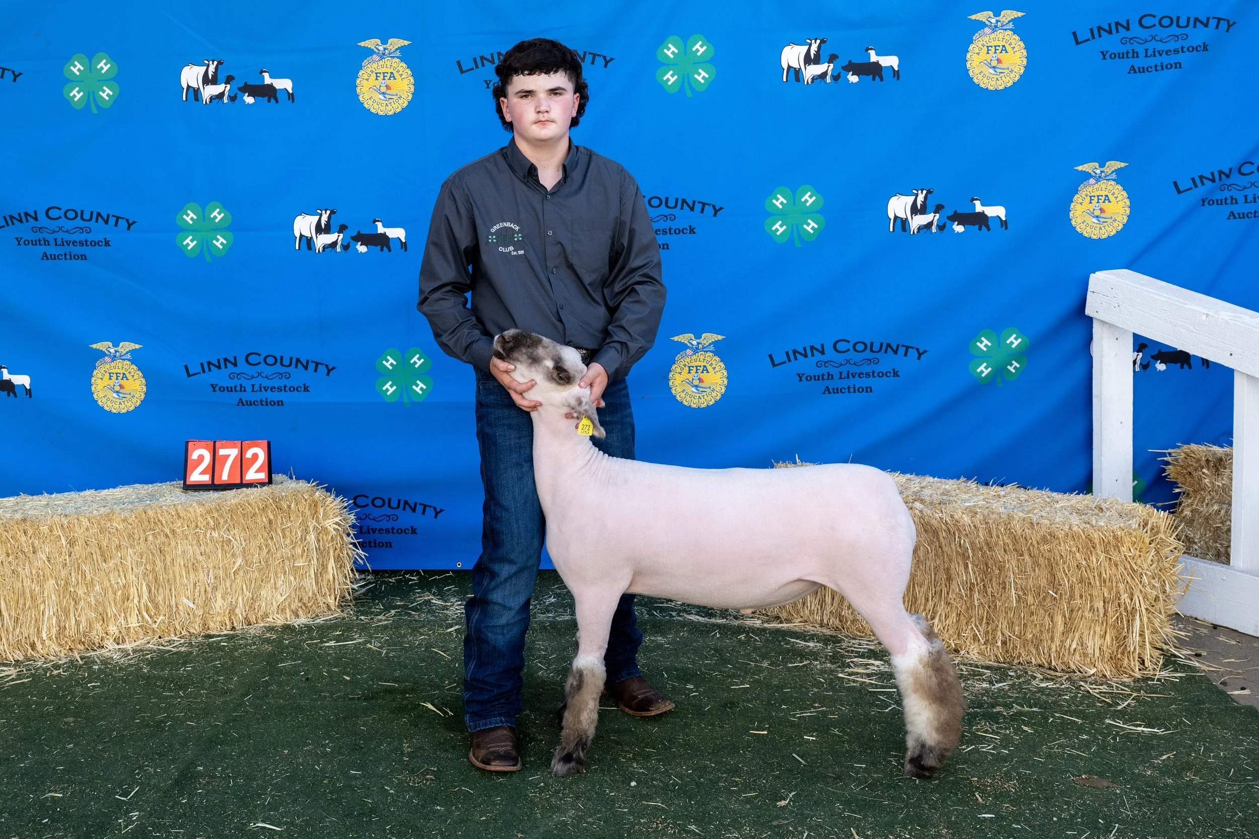 Sheep272 (1 of 1).JPG