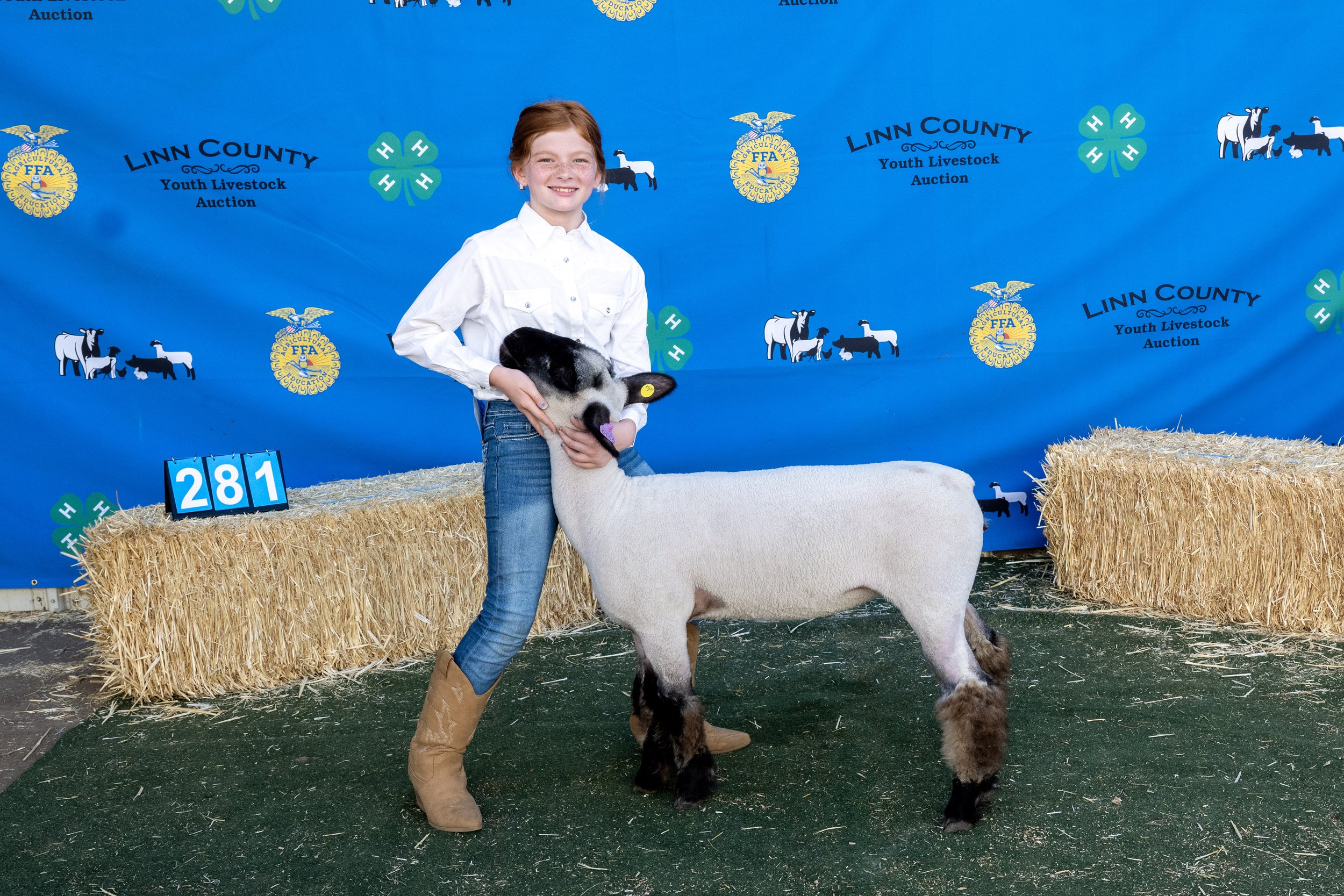 Sheep281 (1 of 1).JPG