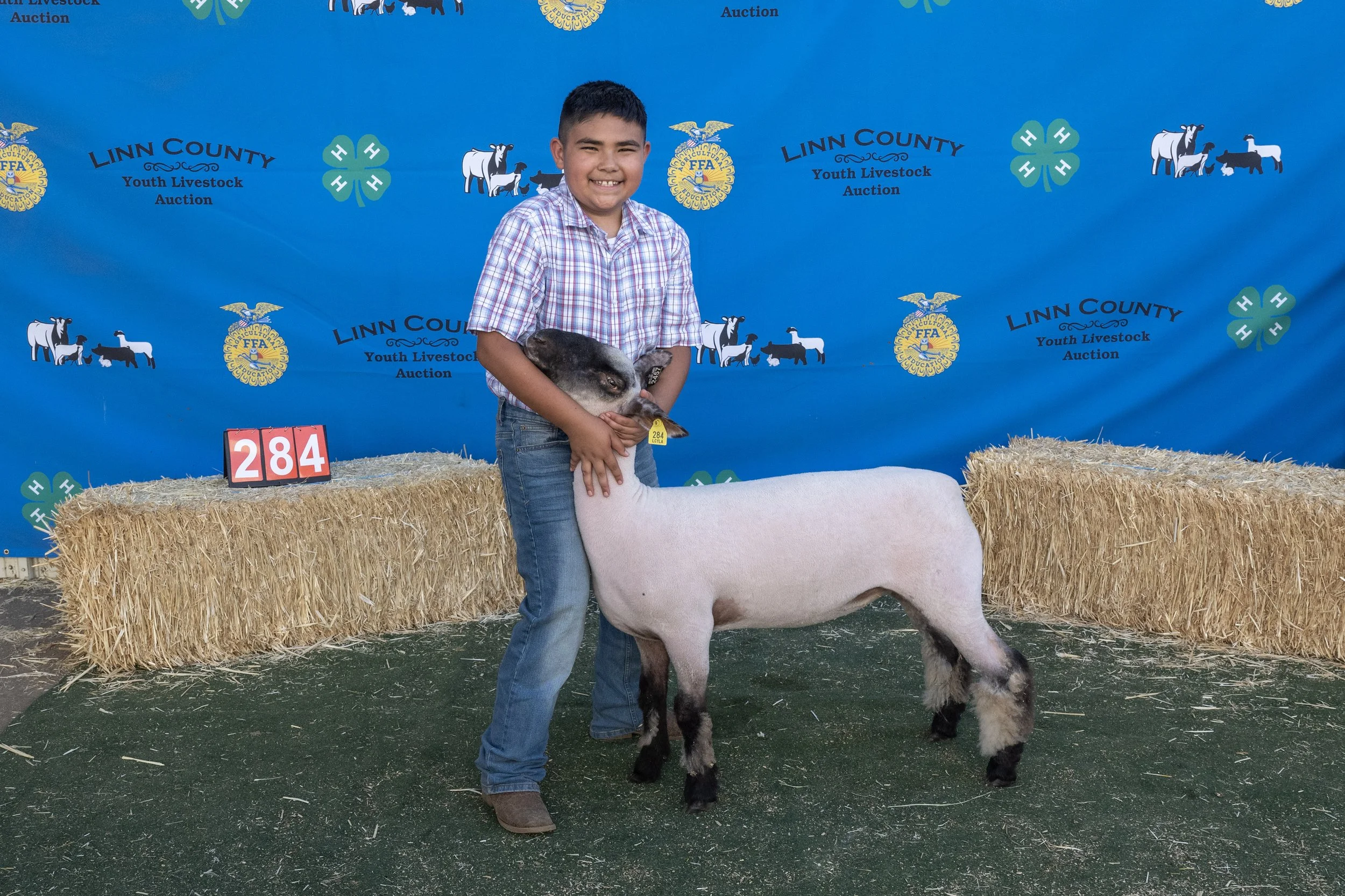 Sheep284 (1 of 1).JPG