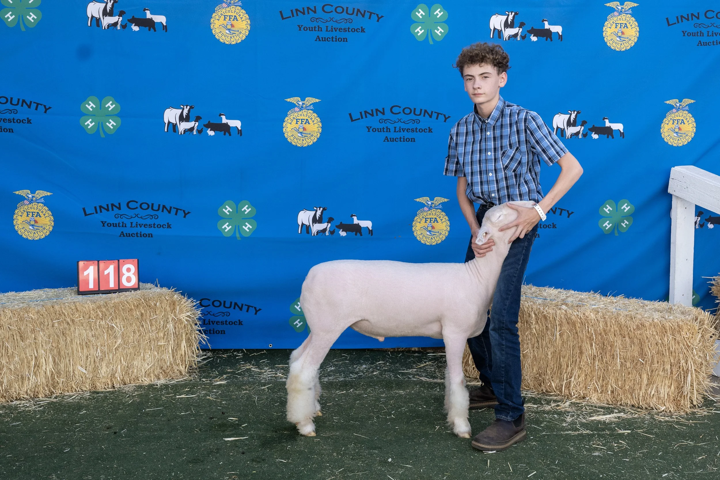 Sheep286 (1 of 1).JPG