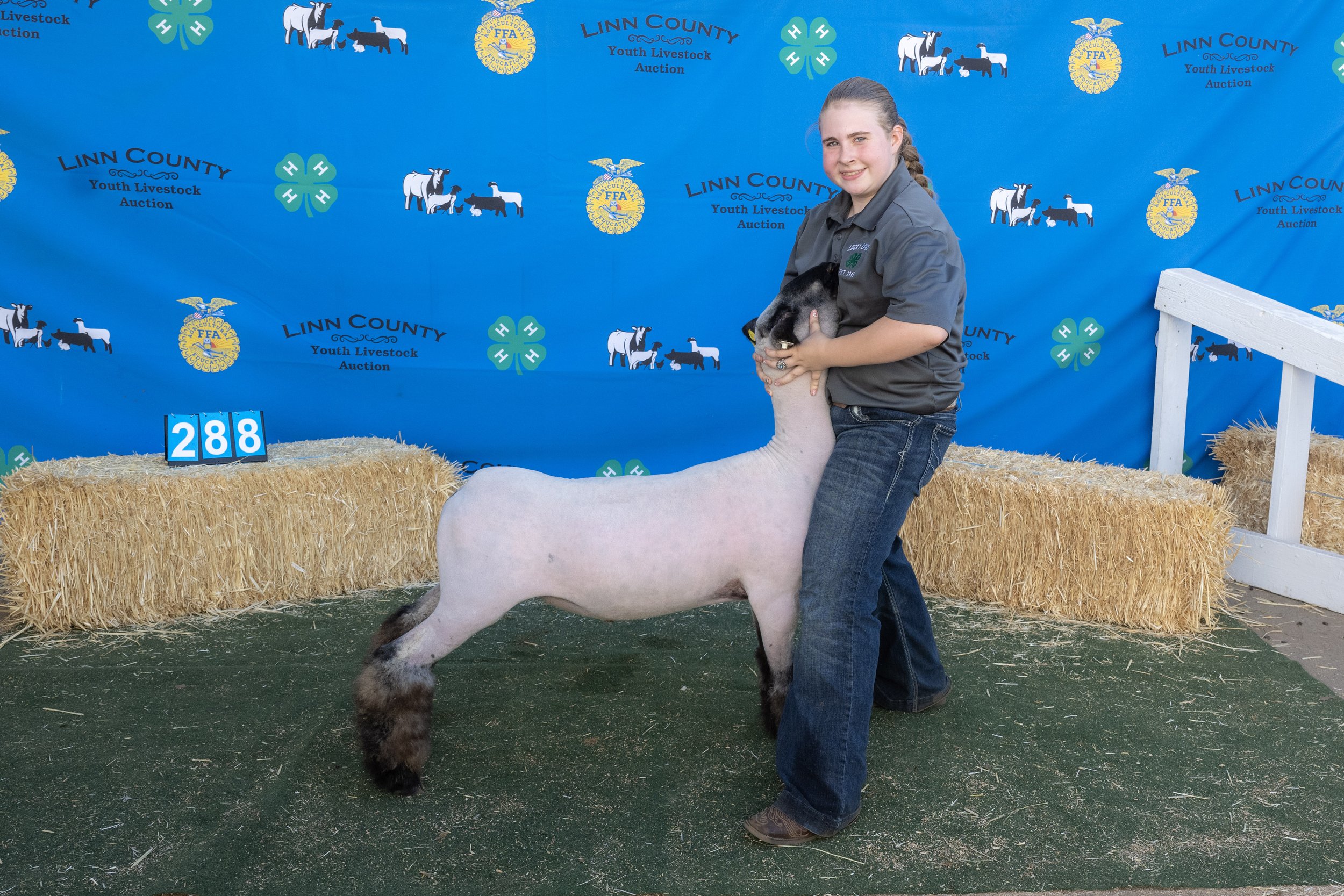 Sheep288 (1 of 1).JPG