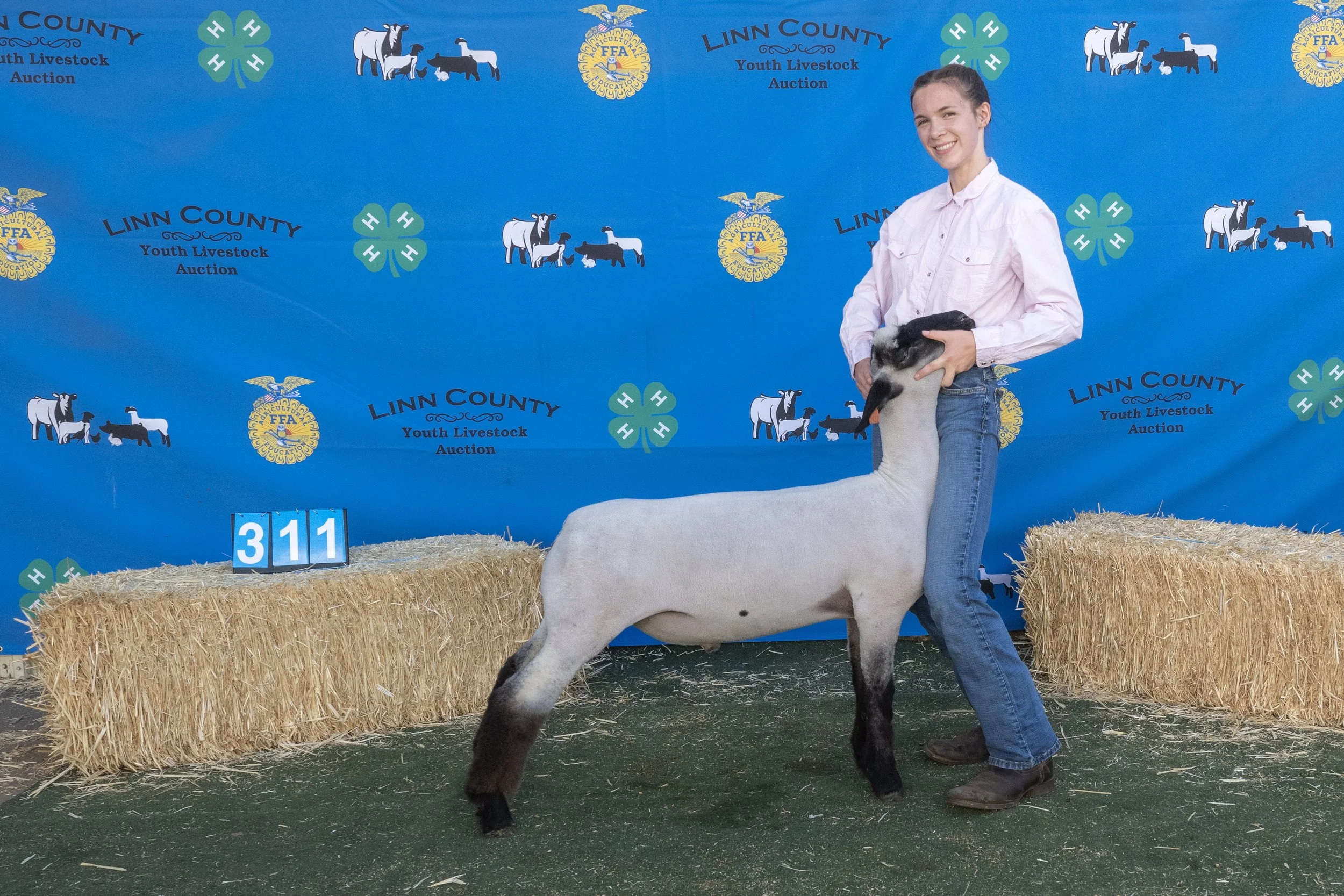 Sheep311 (1 of 1).JPG
