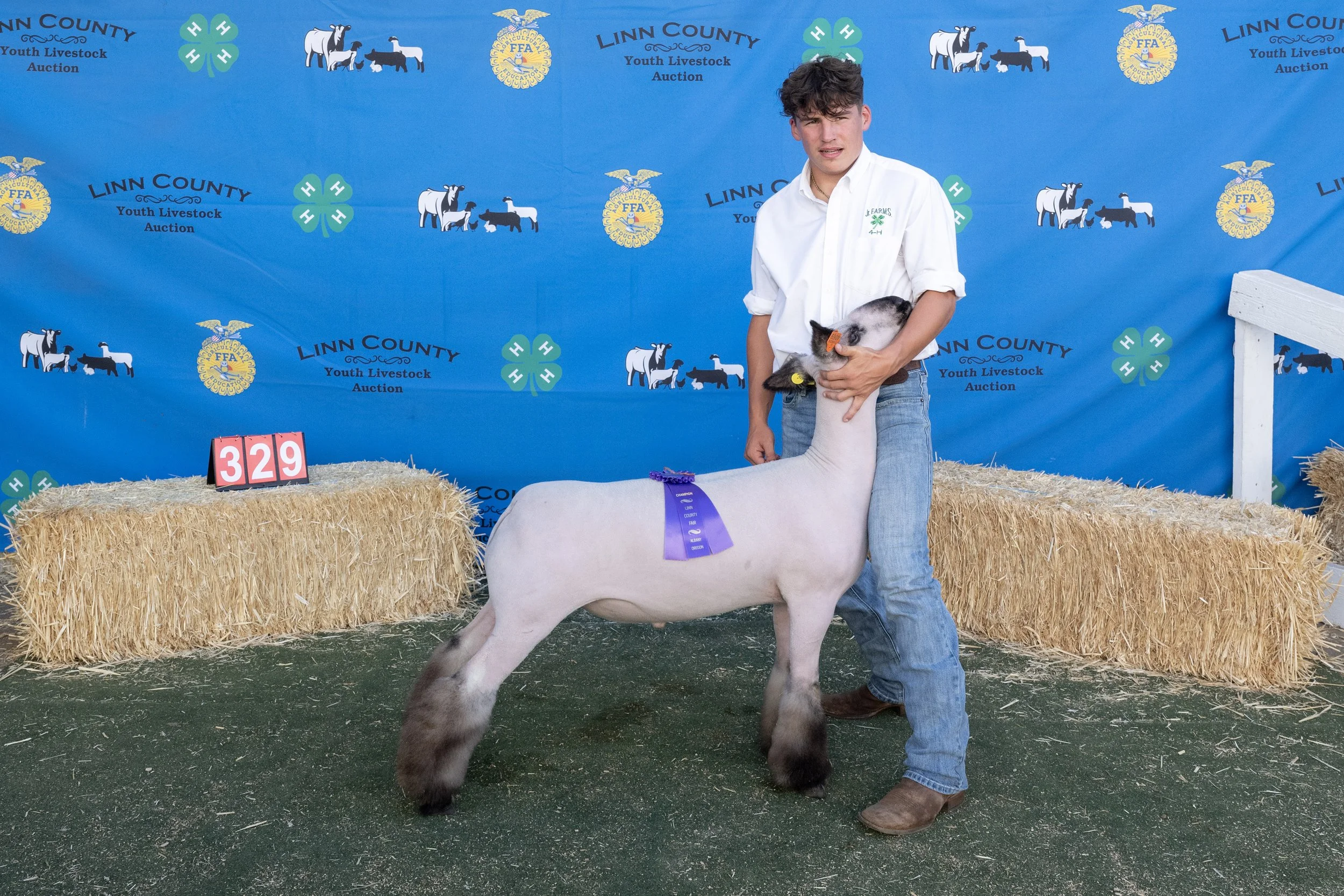 Sheep329 (1 of 1).JPG