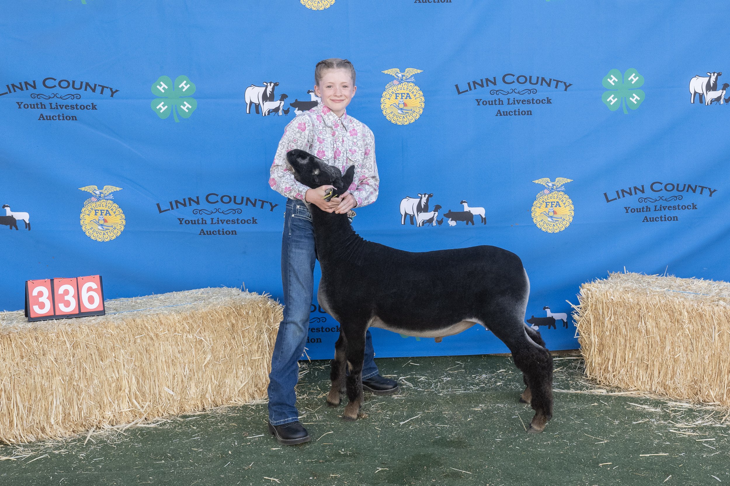 Sheep336 (1 of 1).JPG