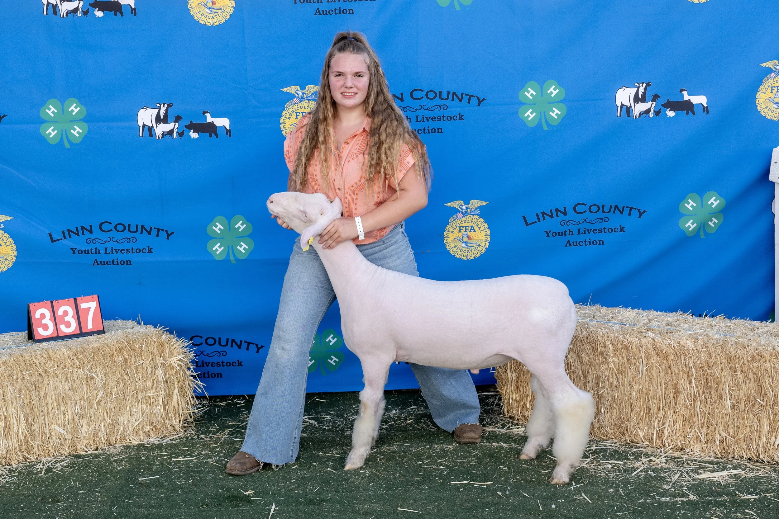 Sheep337 (1 of 1).JPG