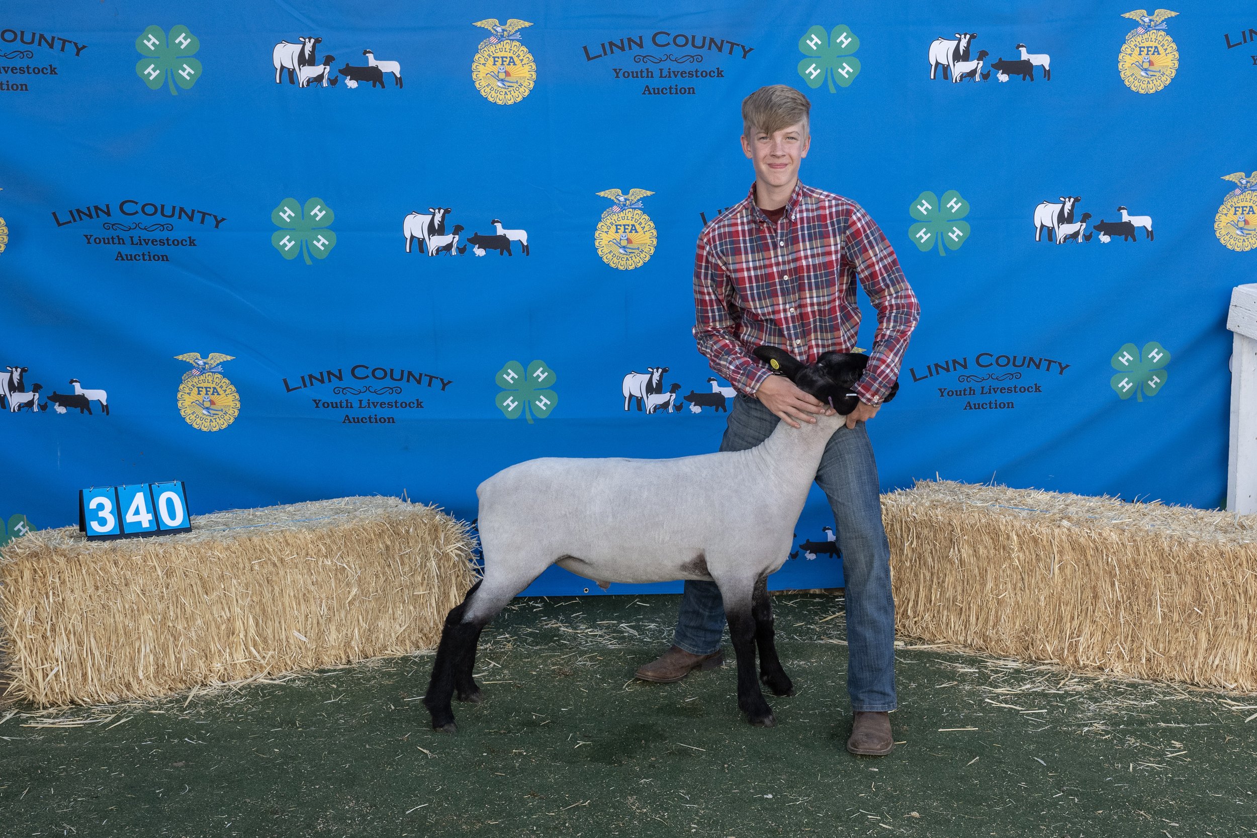 Sheep340 (1 of 1).JPG