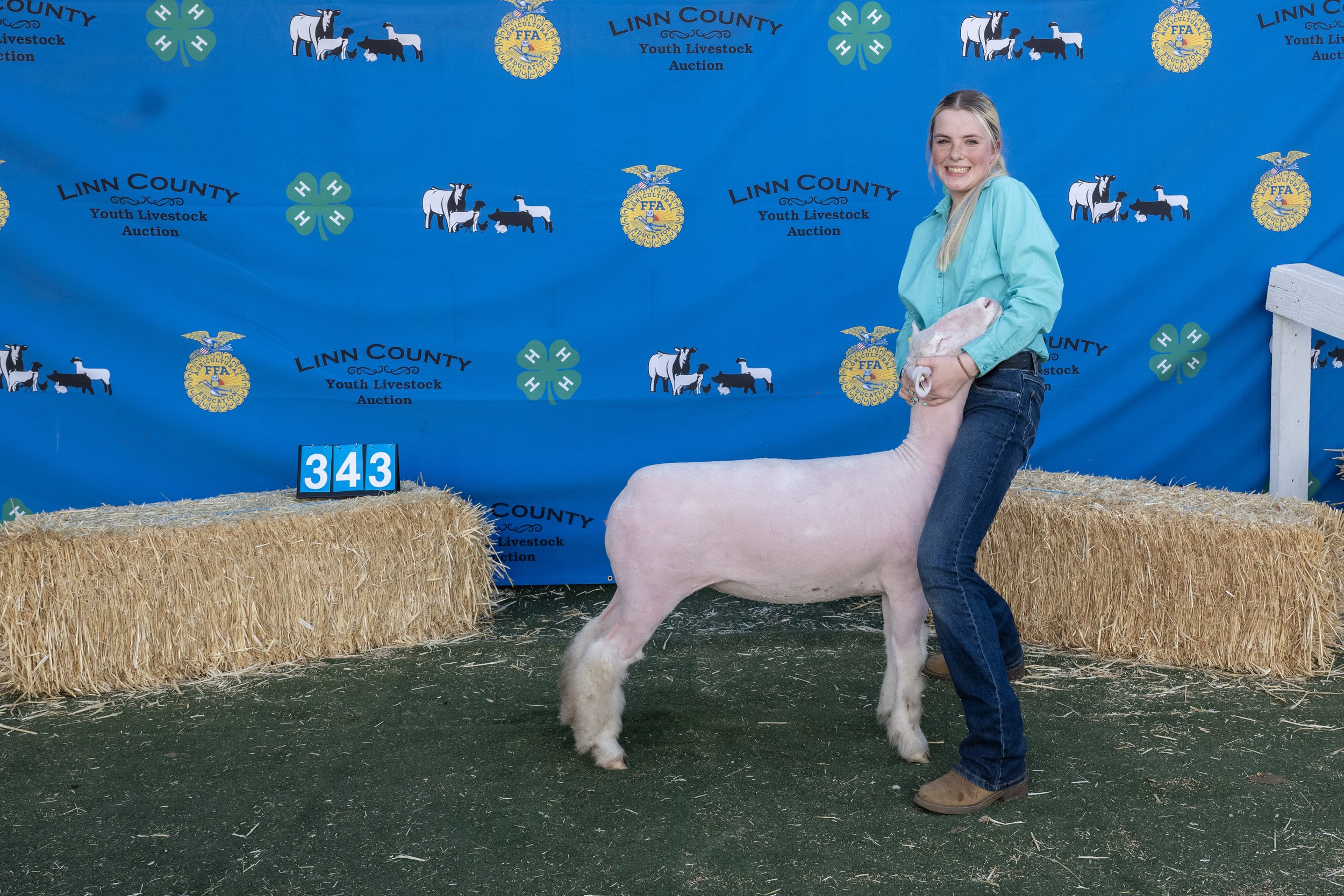 Sheep343 (1 of 1).JPG