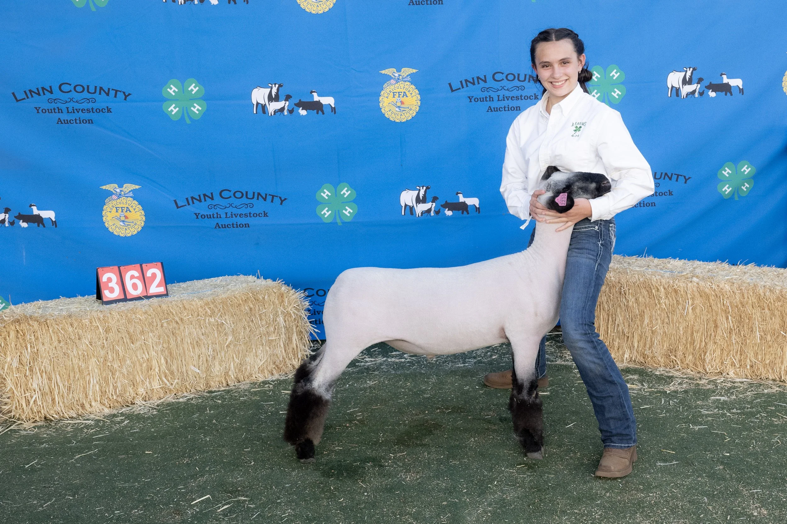 Sheep362 (1 of 1).JPG