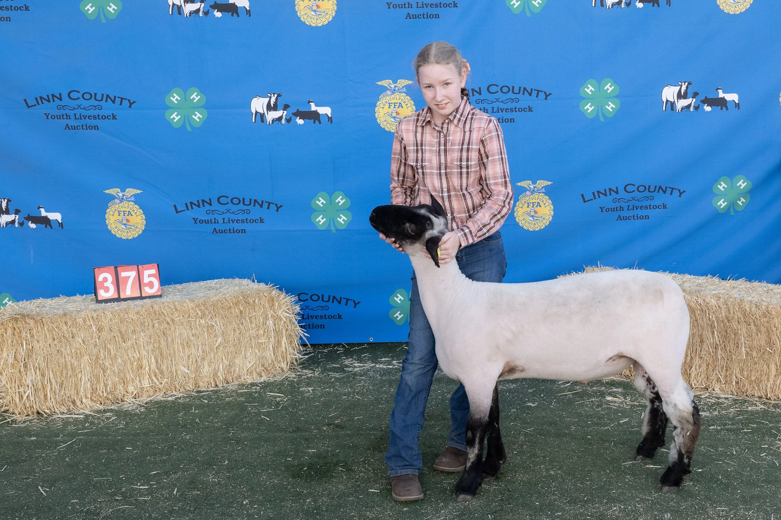 Sheep375 (1 of 1).JPG