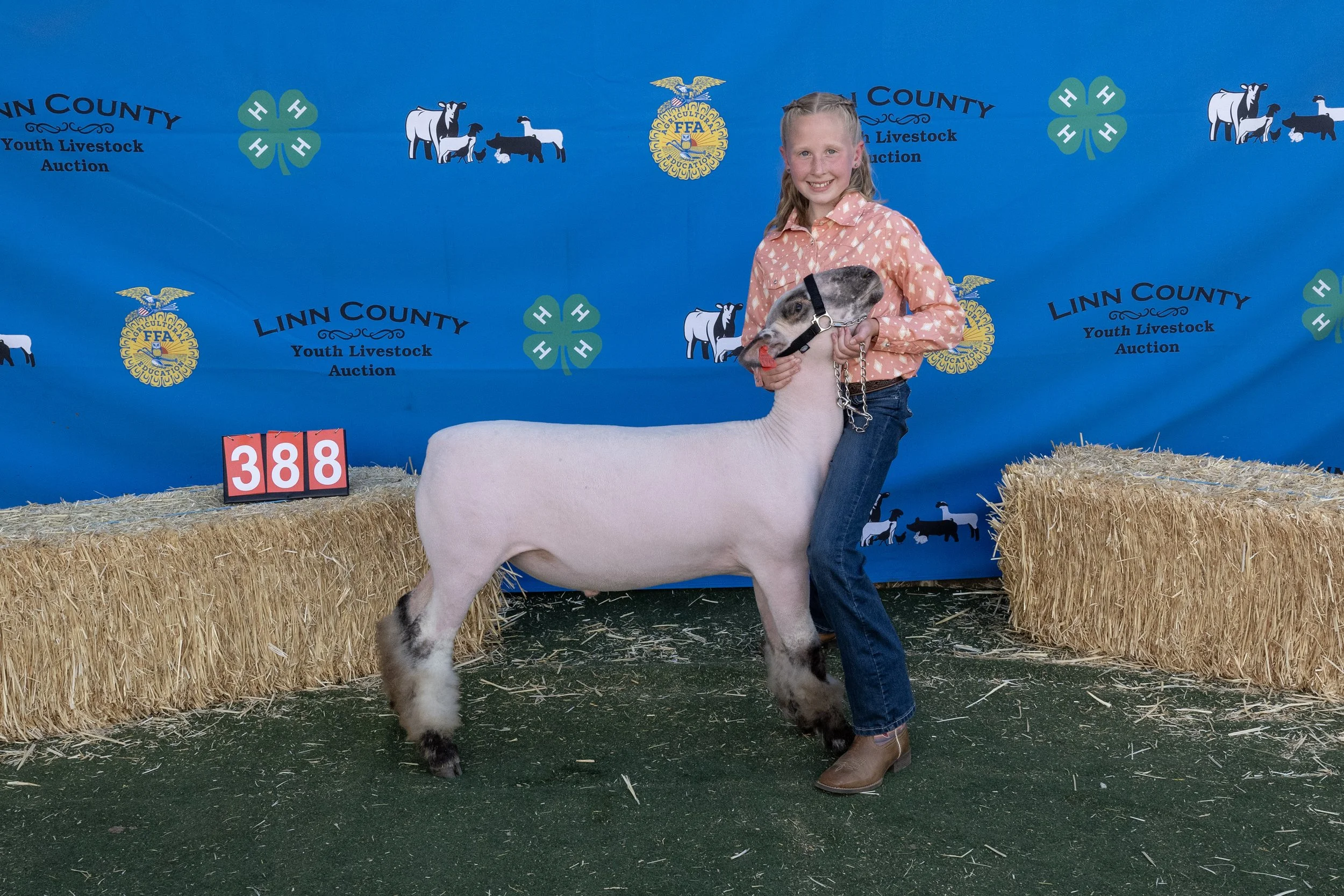 Sheep388 (1 of 1).JPG