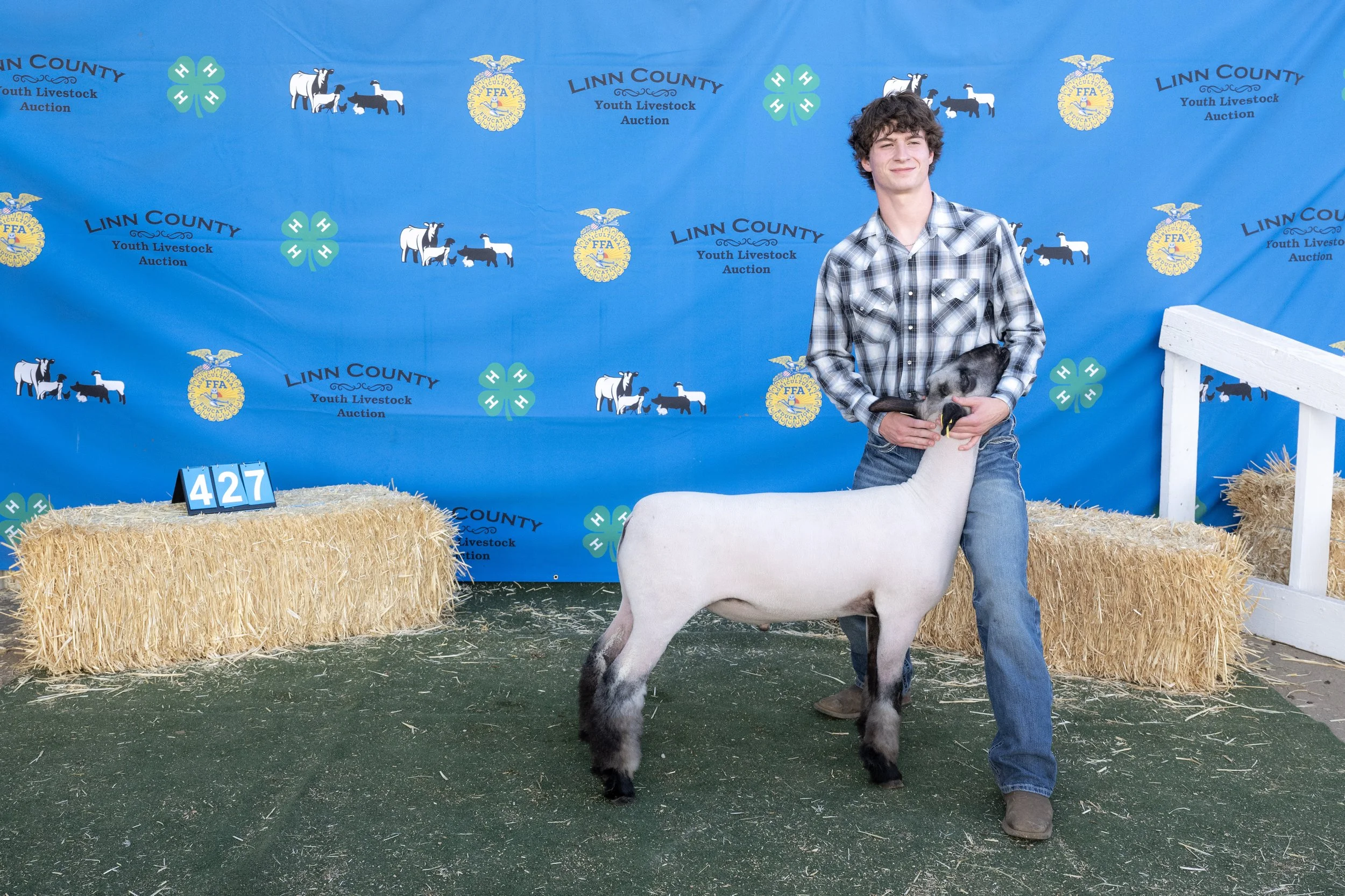 Sheep427 (1 of 1).JPG