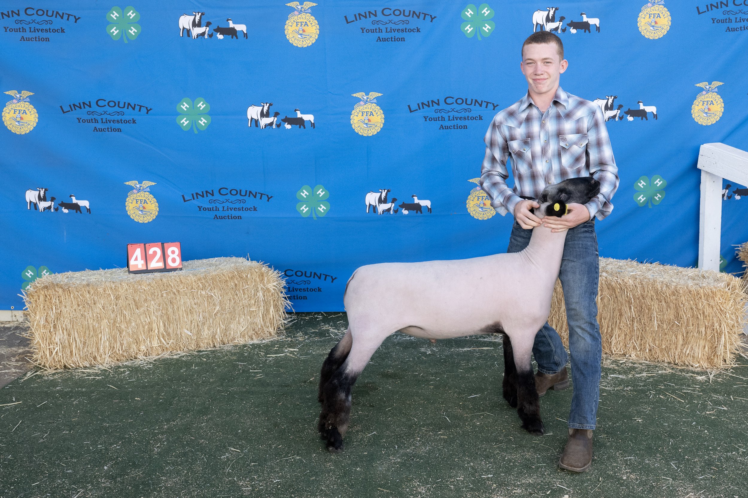 Sheep428 (1 of 1).JPG