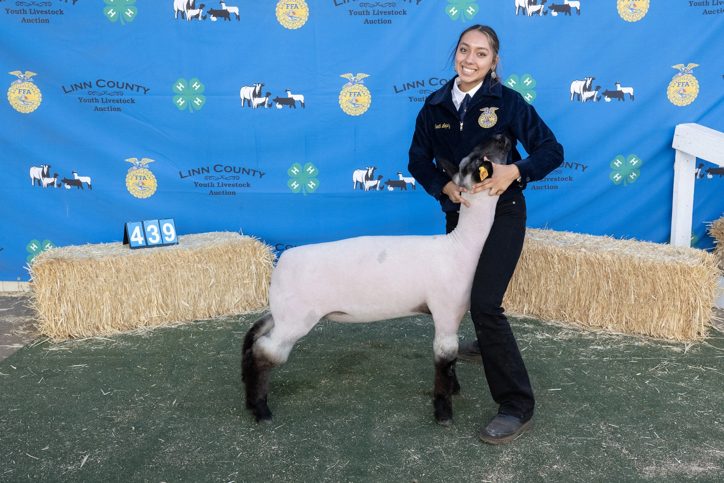 Sheep439 (1 of 1).JPG