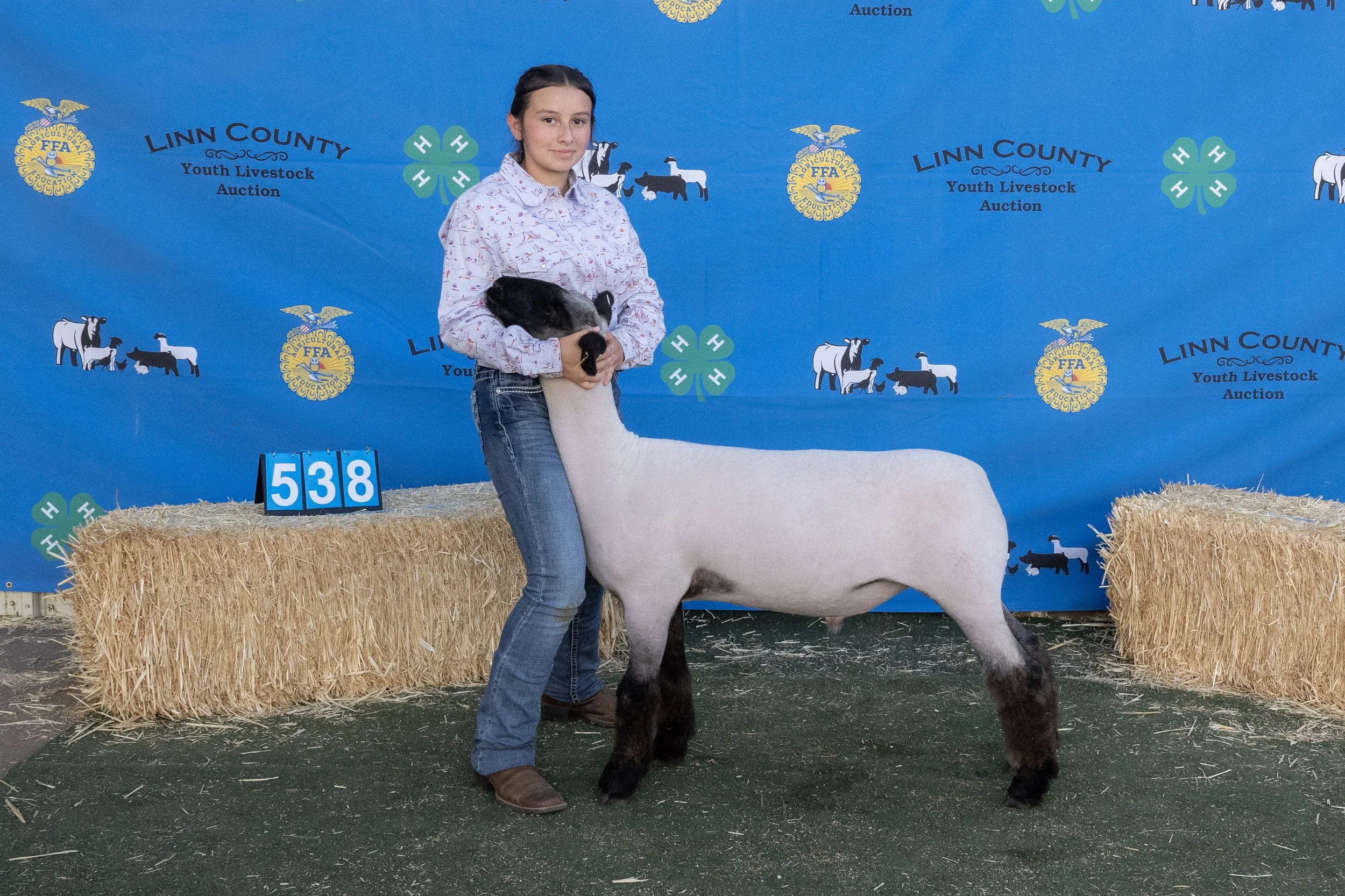 Sheep538 (1 of 1).JPG